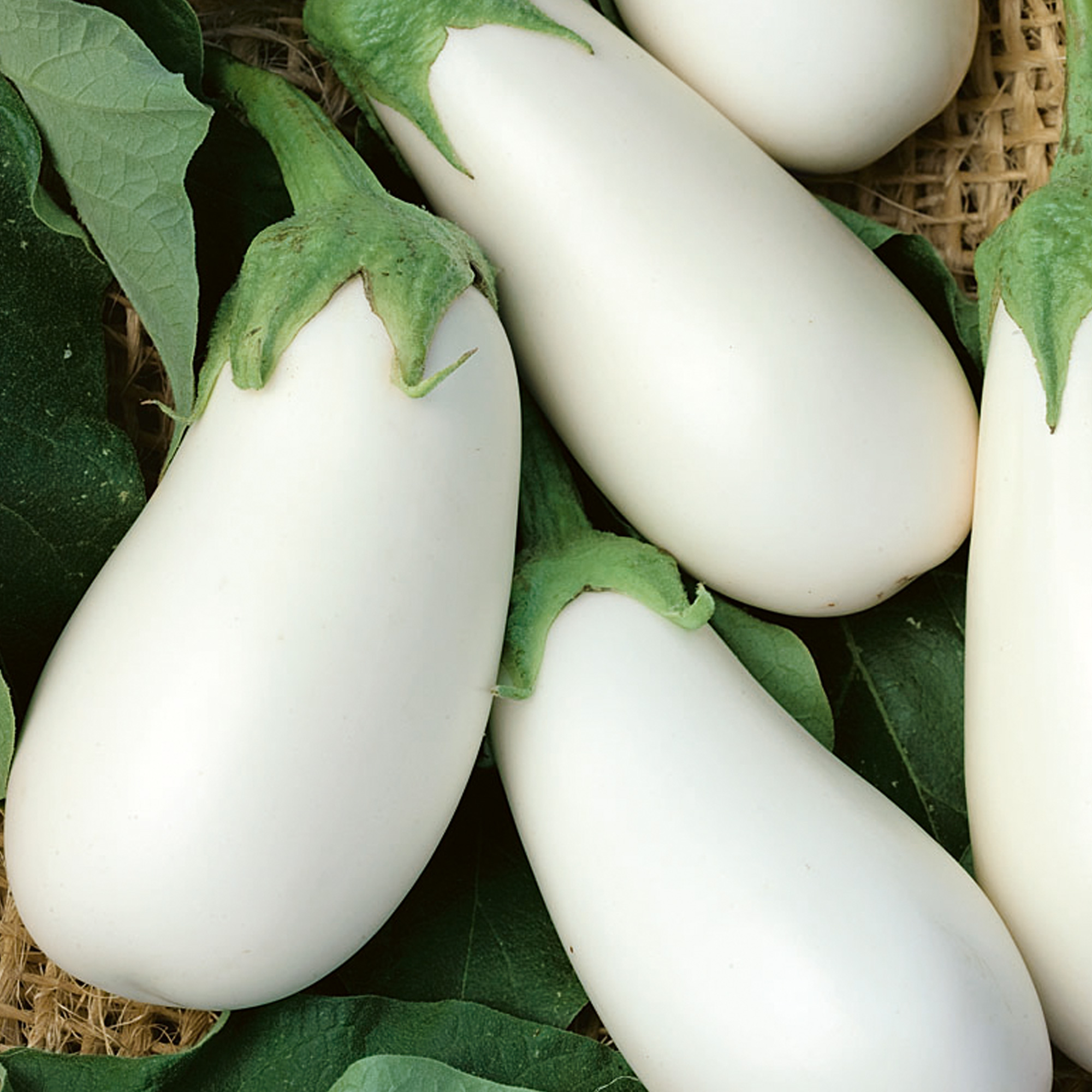 White Star F1 Hybrid Eggplant Seeds - 2 g Packet - Garden, Non-GMO