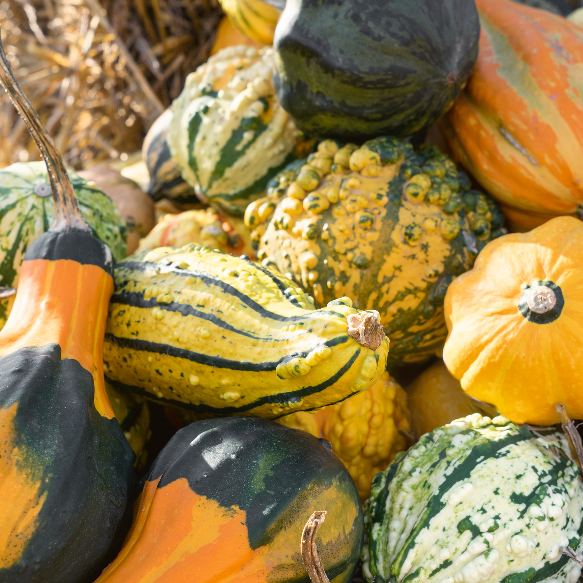 Monster Mix F1 Hybrid Gourd Seeds - 2 g Packet - Garden, Non-GMO