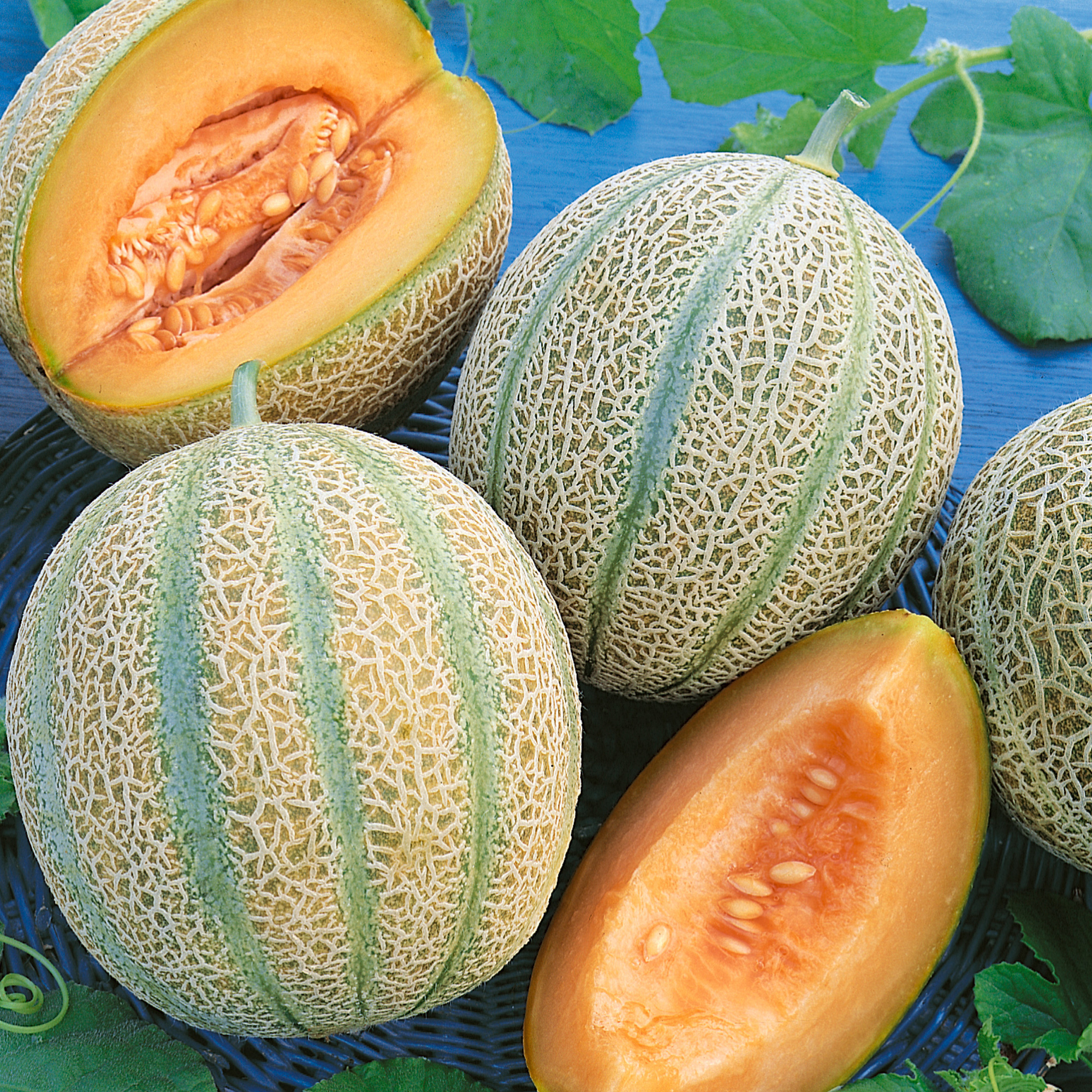 Delightful F1 Hybrid Melon Seeds - 3 g Packet - Garden, Non-GMO
