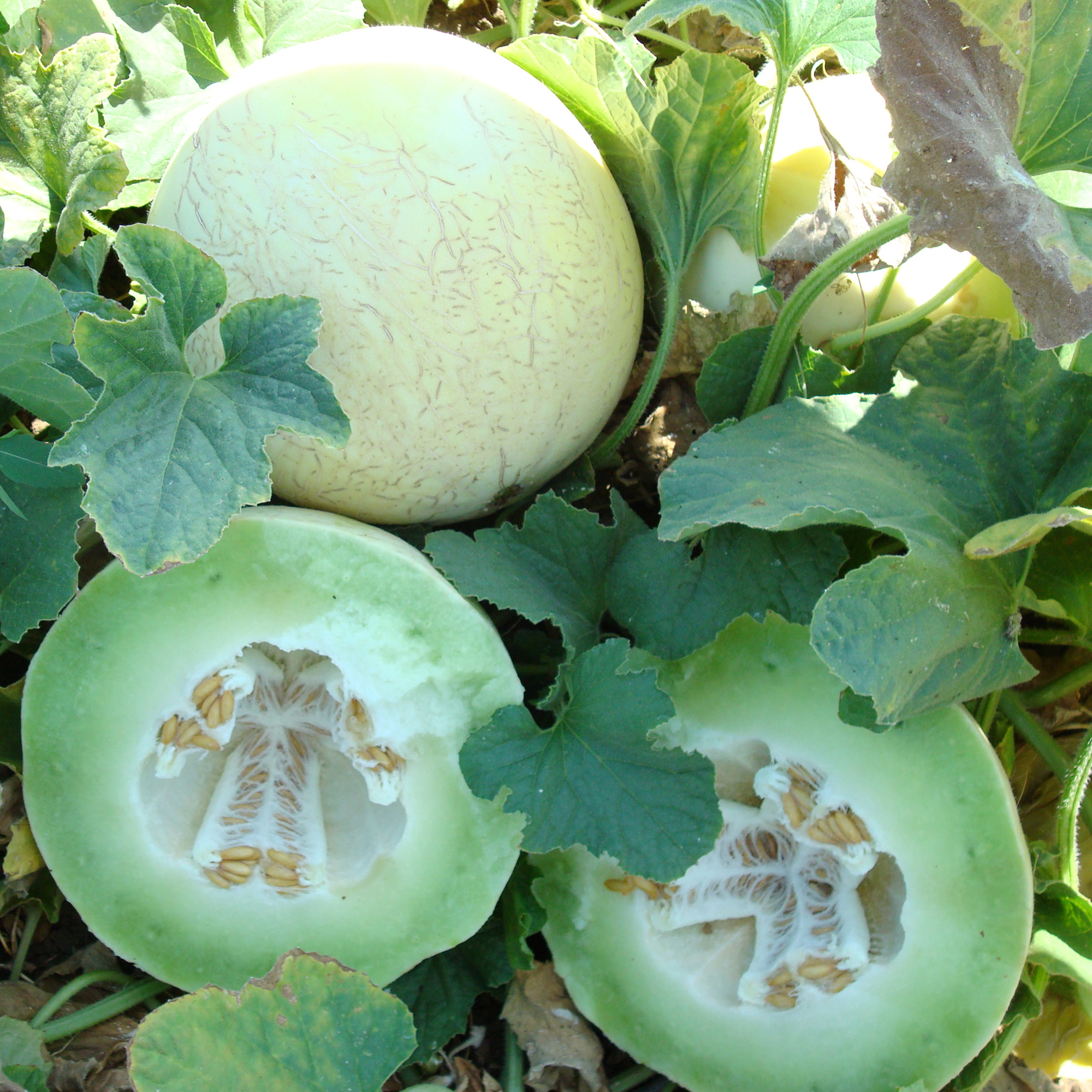 Fabulous F1 Hybrid Melon Seeds - 3 g Packet - Garden, Non-GMO