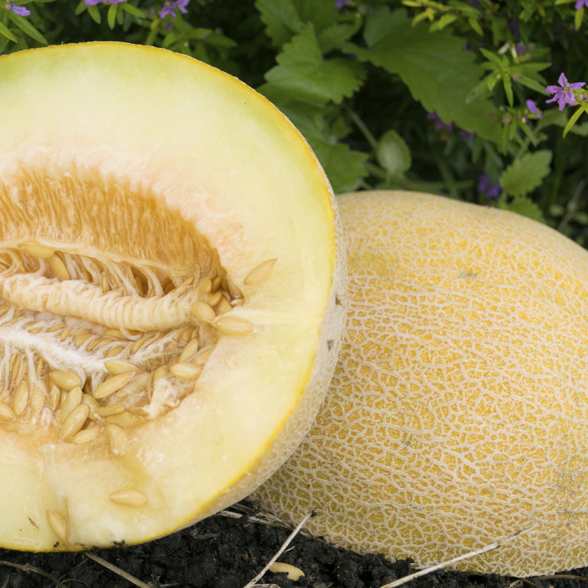 Incredible F1 Hybrid Melon Seeds - 3 g Packet - Garden, Non-GMO