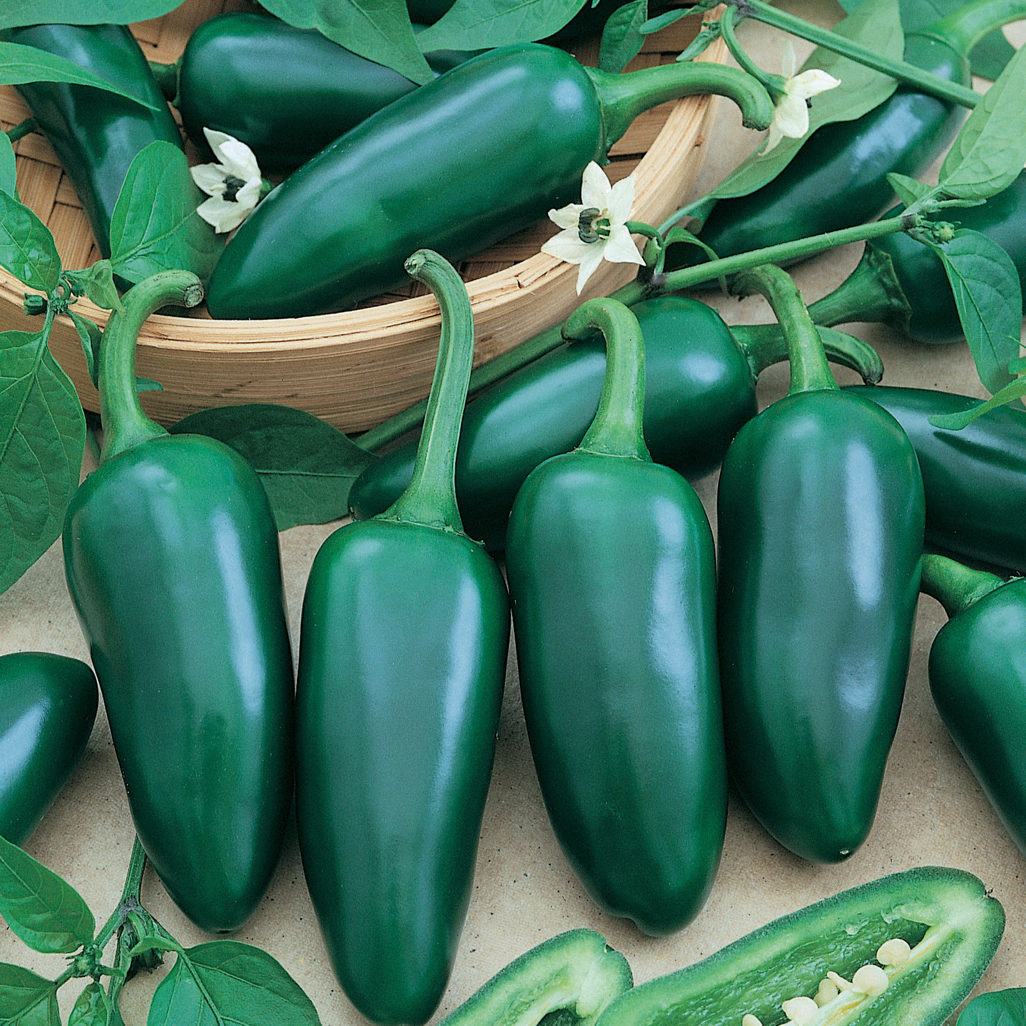 Jalapeno Gigantia F1 Hybrid Hot Pepper Seeds - 300 Mg Packet - Garden