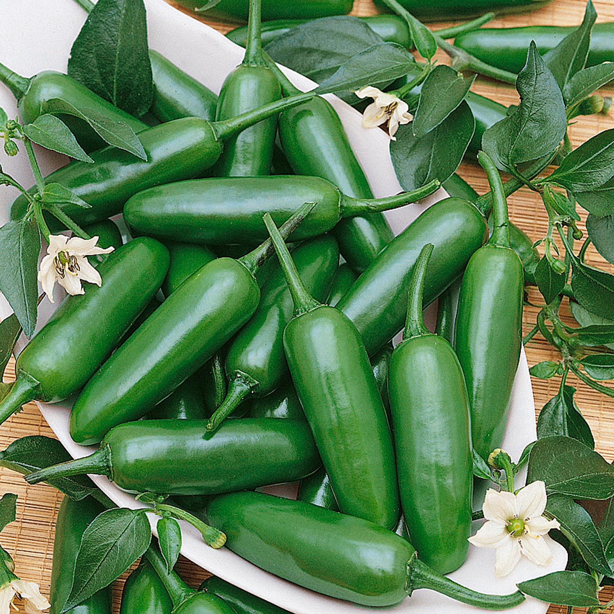 Sandoval F1 Hybrid Hot Pepper Seeds - 300 Mg Packet - Gardening