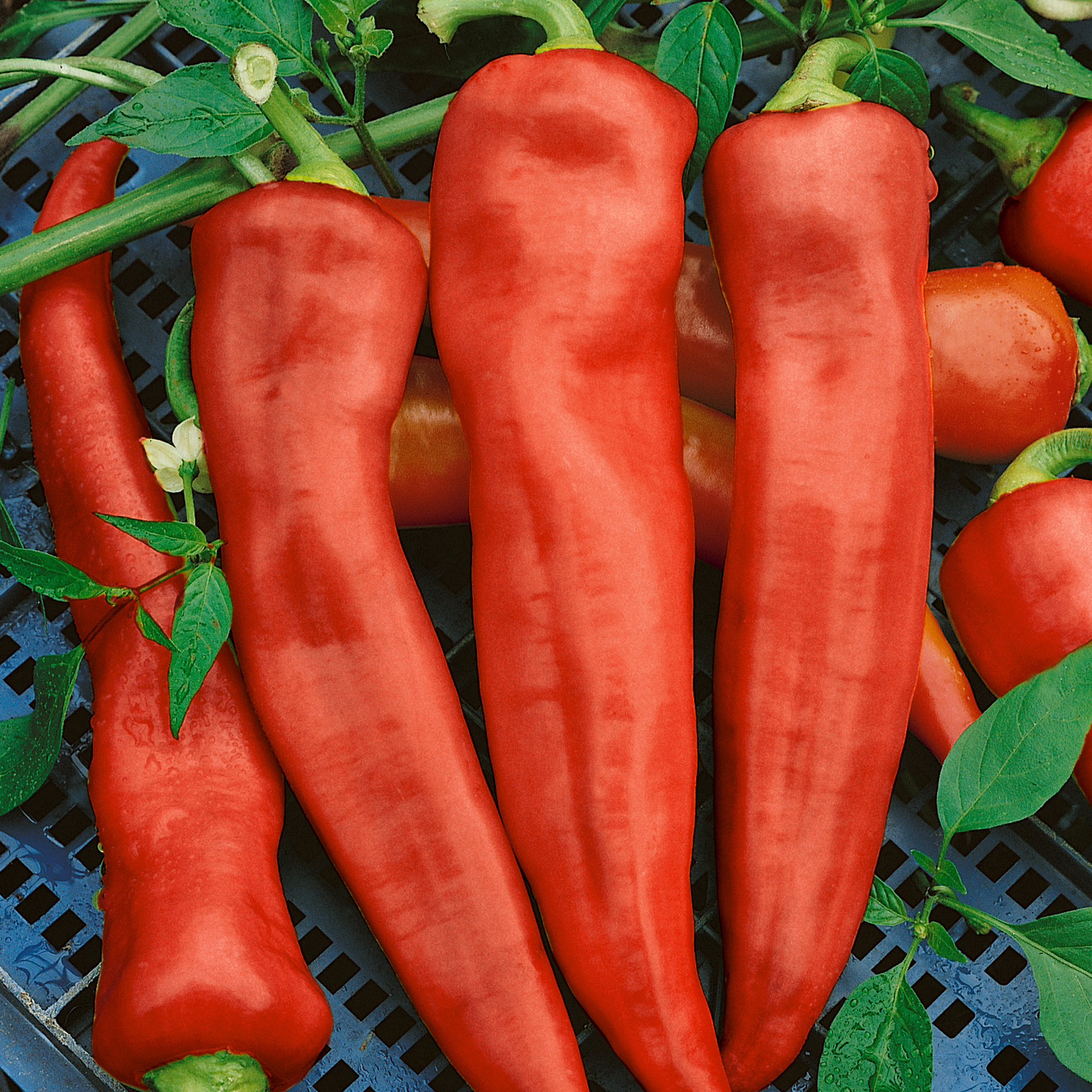 Santa Fe Garden F1 Hybrid Hot Pepper Seeds - 300 Mg Packet - Garden