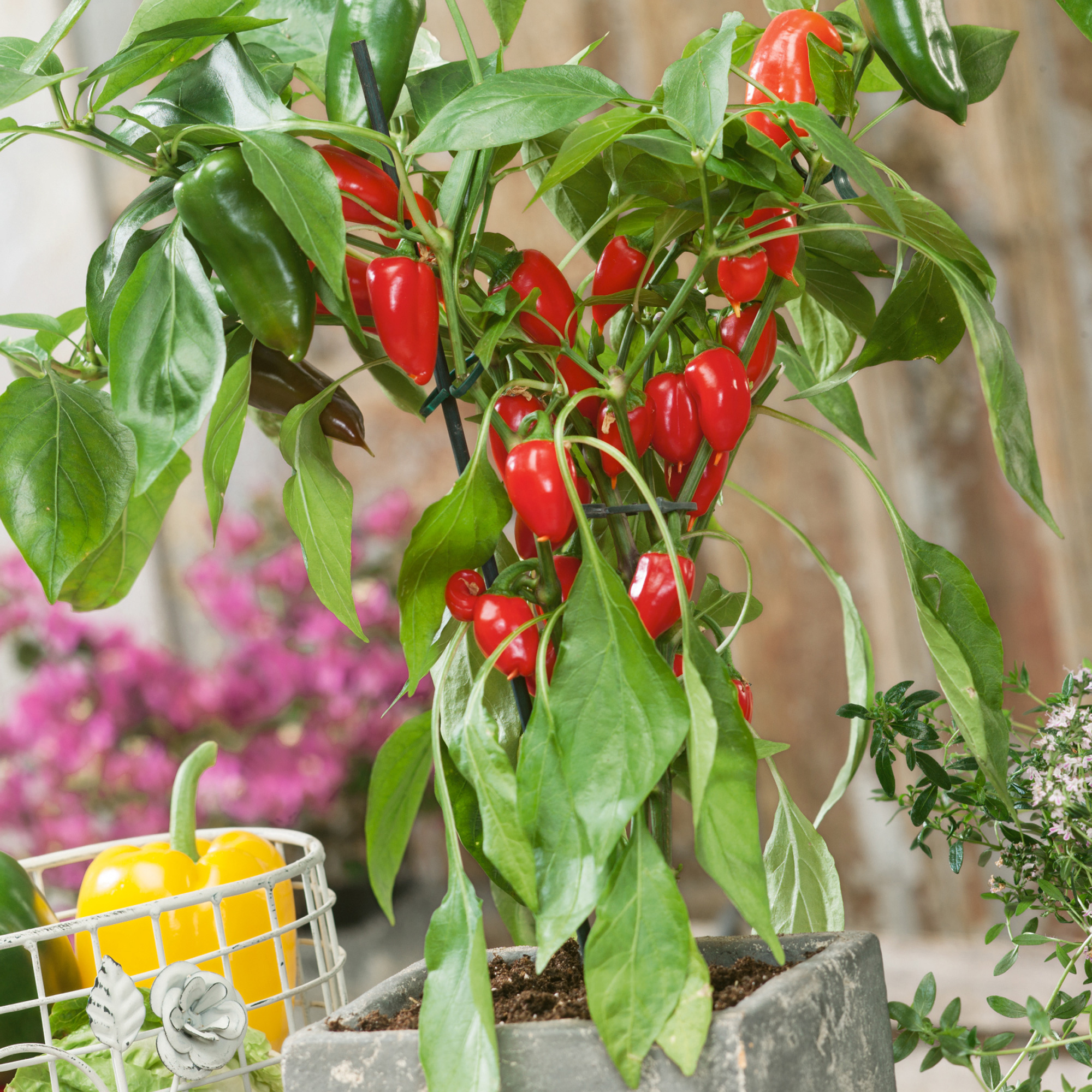 Pretty N Red F1 Hybrid Sweet Pepper Seeds - 300 Mg Packet - Garden