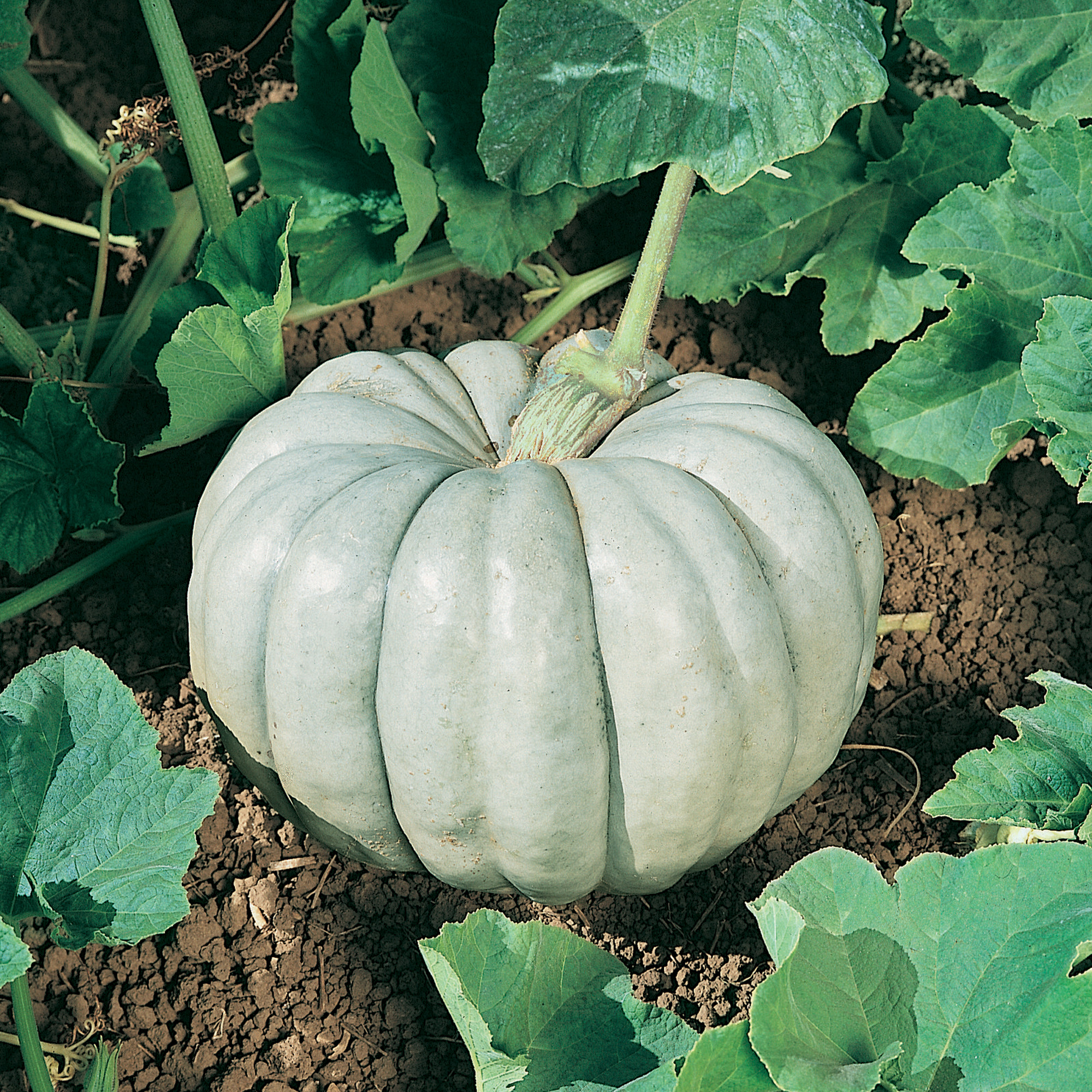 Blue Harvest F1 Hybrid Pumpkin Seeds - 4 g Packet - Garden, Non-GMO