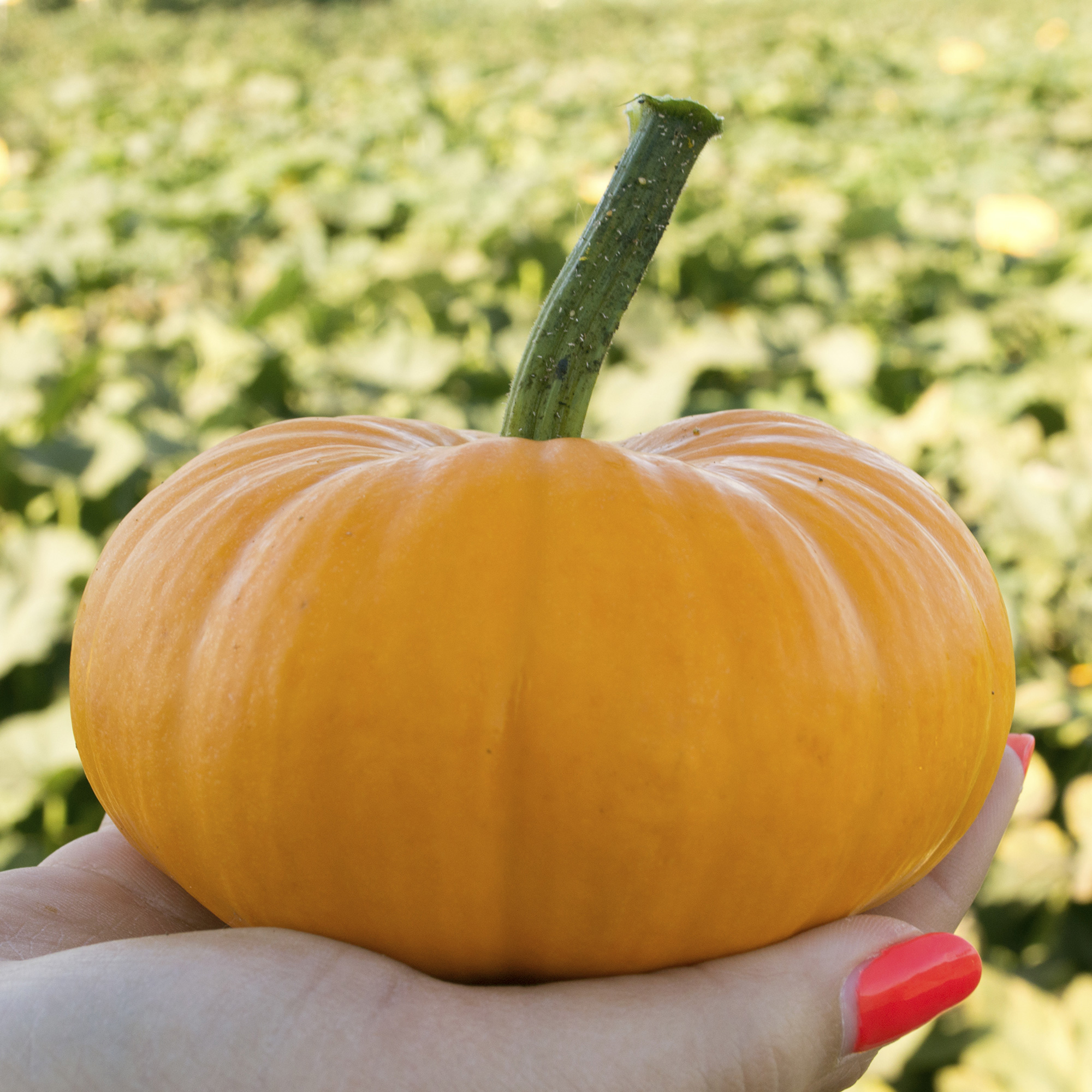 Bumpkin F1 PMT Hybrid Pumpkin Seeds - 4 g Packet - Garden, Non-GMO