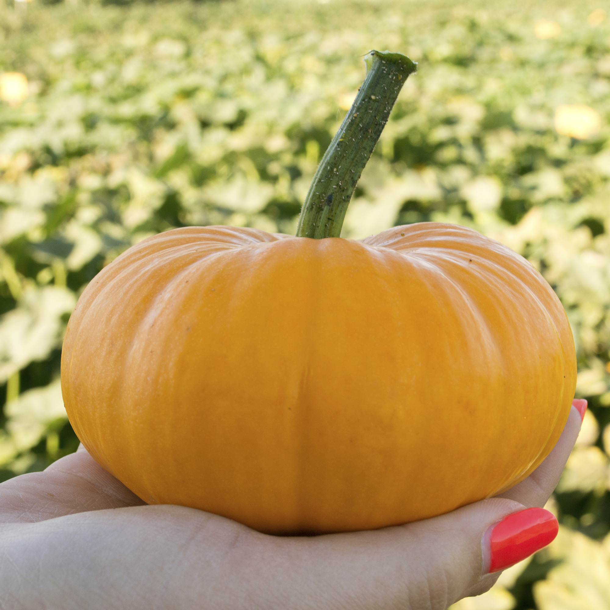 Bumpkin F1 Hybrid Organic Pumpkin Seeds - 4 g Packet - Gardening