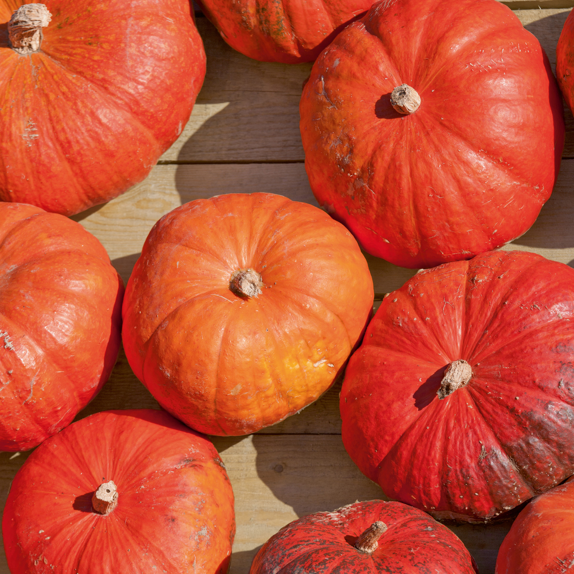 Cinderella's Carriage F1 AAS Hybrid Pumpkin Seeds - 4 g Packet -Garden