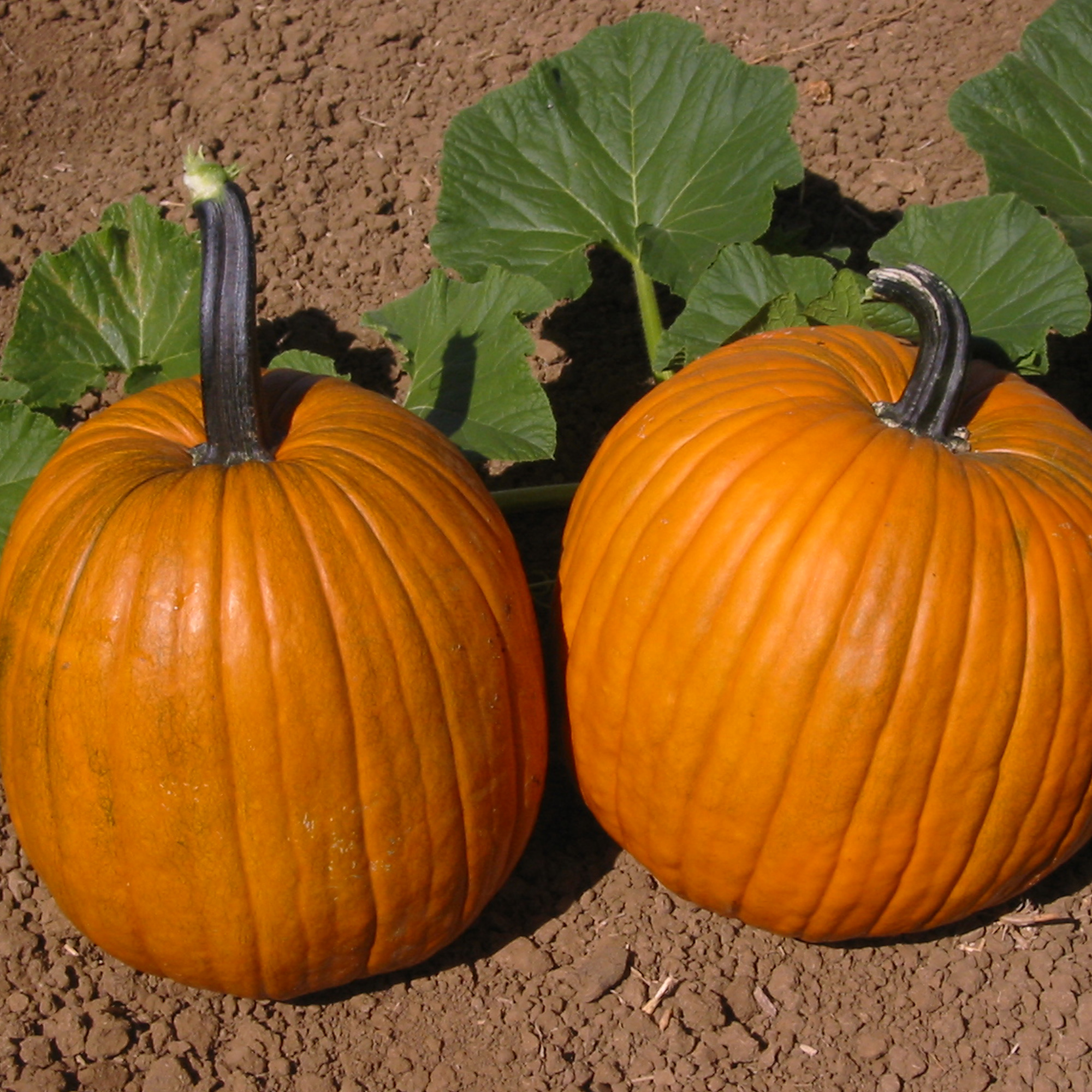 Early Harvest F1 Hybrid Pumpkin Seeds - 4 g Packet - Garden, Non-GMO