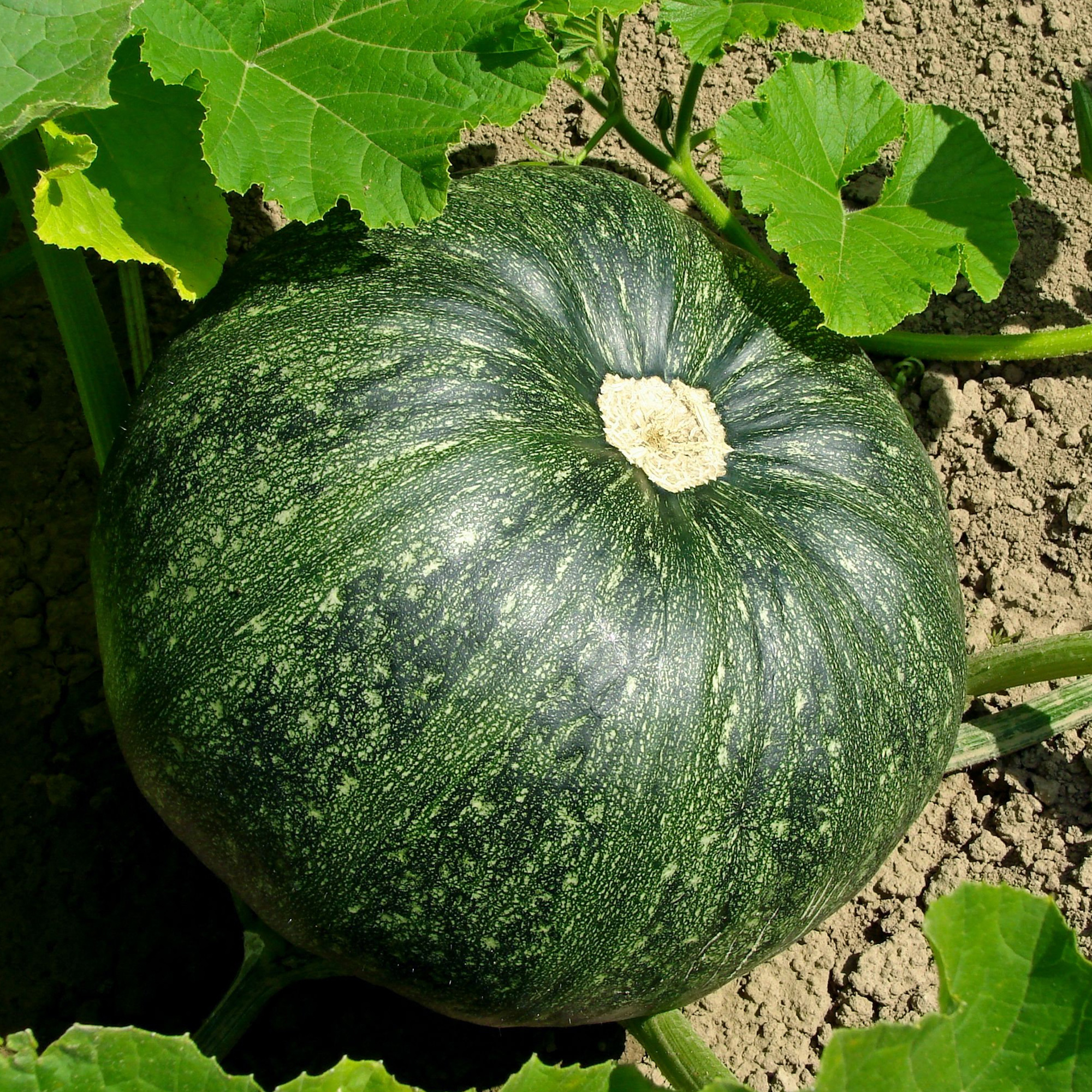 Green Magic F1 Hybrid Squash Seeds - 4 g Packet - Garden, Non-GMO