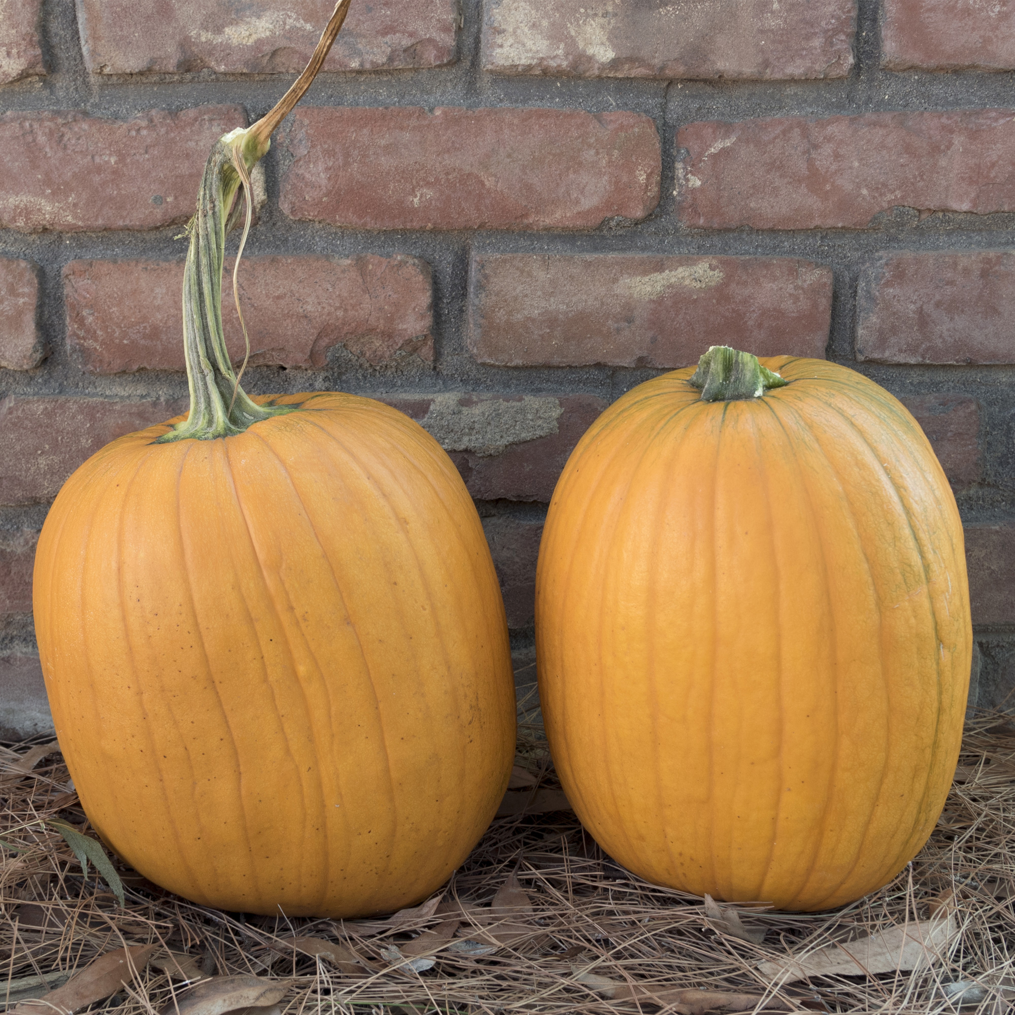 Harvest King F1 Hybrid Pumpkin Seeds - 4 g Packet - Garden, Non-GMO