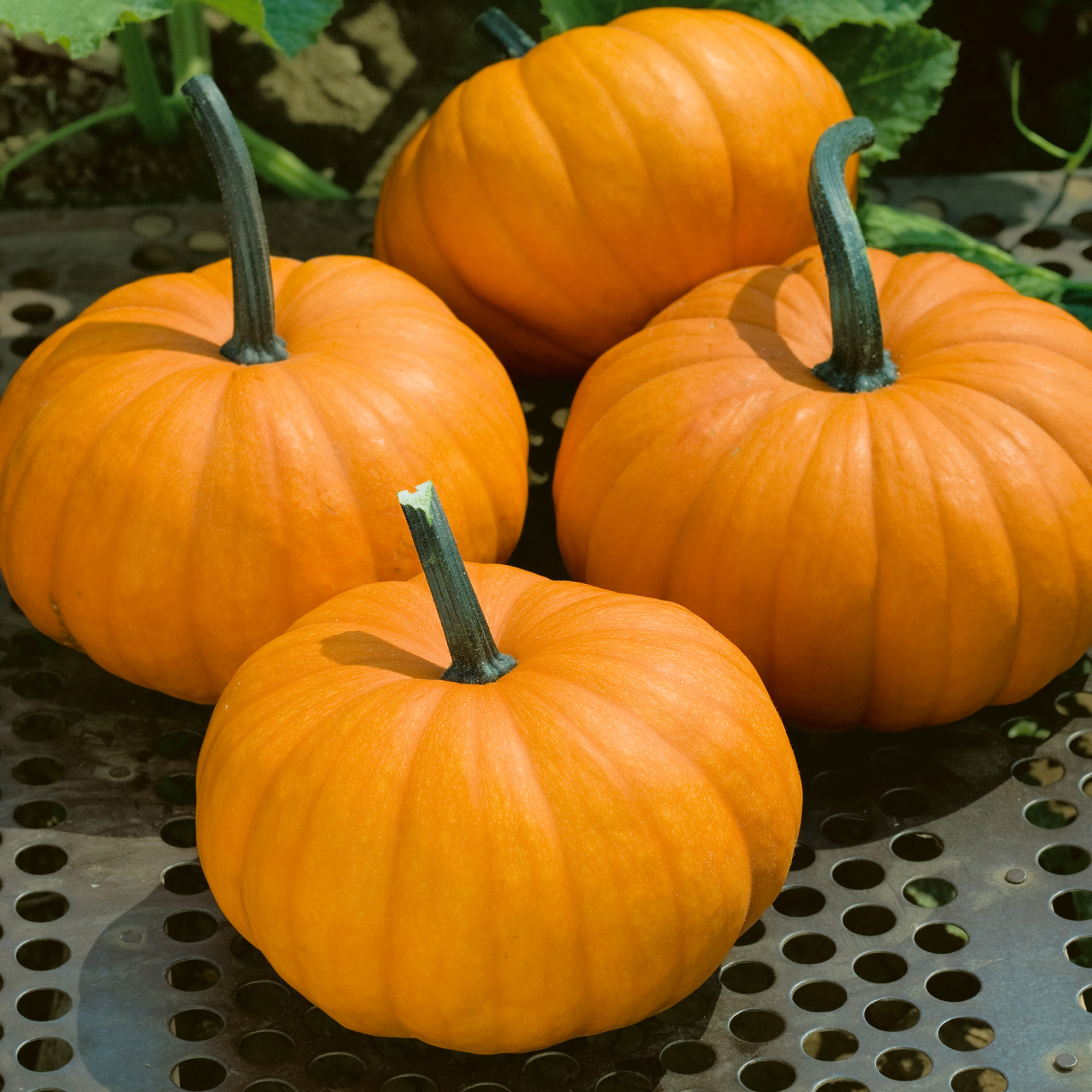 Harvest Princess F1 PMT Hybrid Pumpkin Seeds - 4 g Packet - Garden