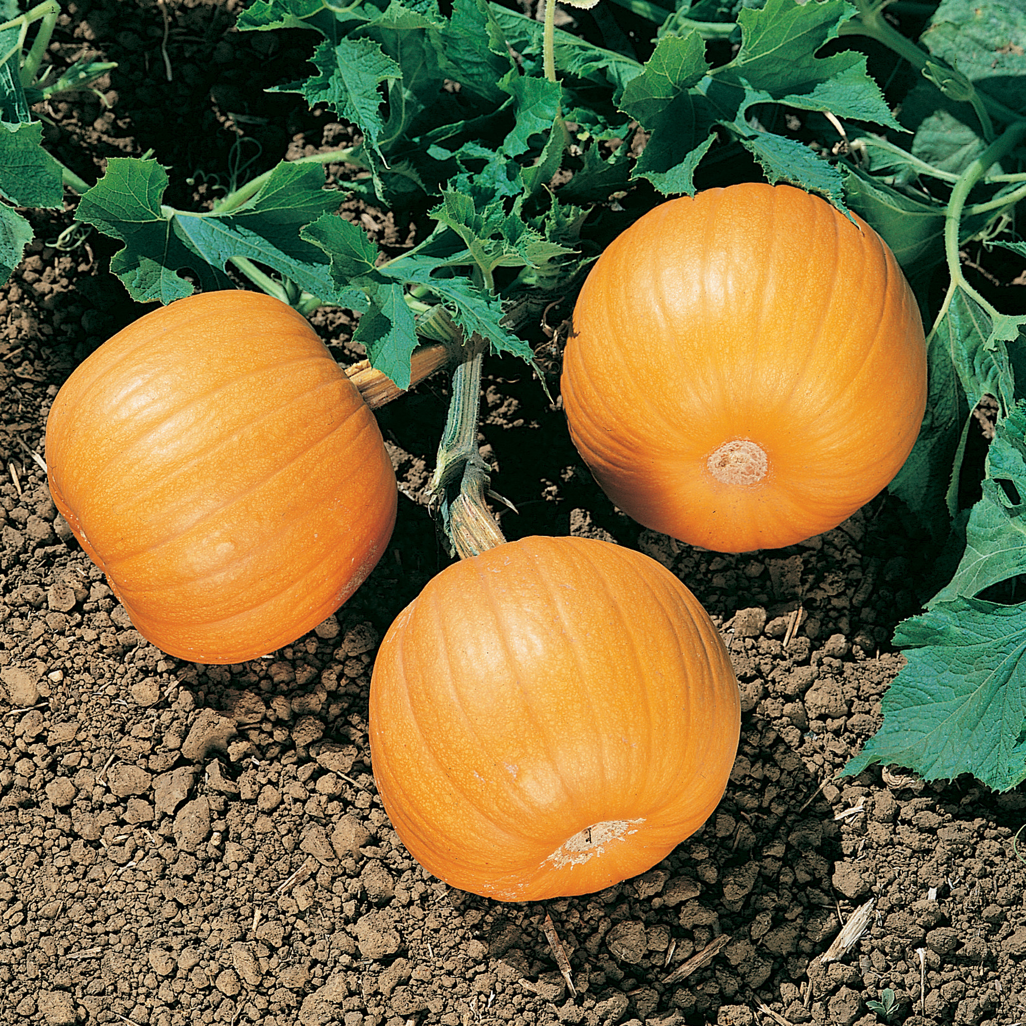 Harvest Queen F1 Hybrid Pumpkin Seeds - 4 g Packet - Garden, Non-GMO