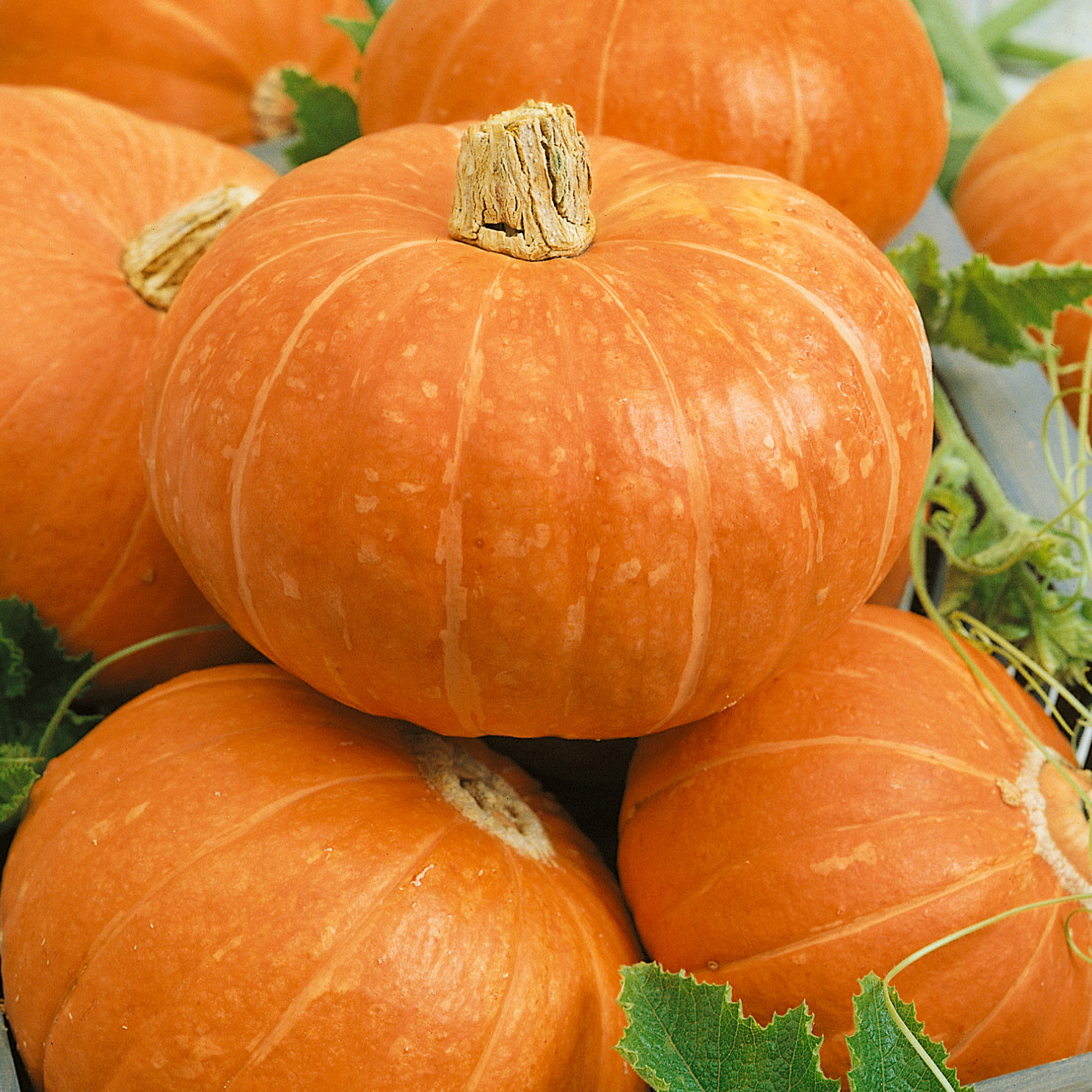 Red Witch F1 Hybrid Pumpkin Seeds - 4 g Packet - Garden, Non-GMO