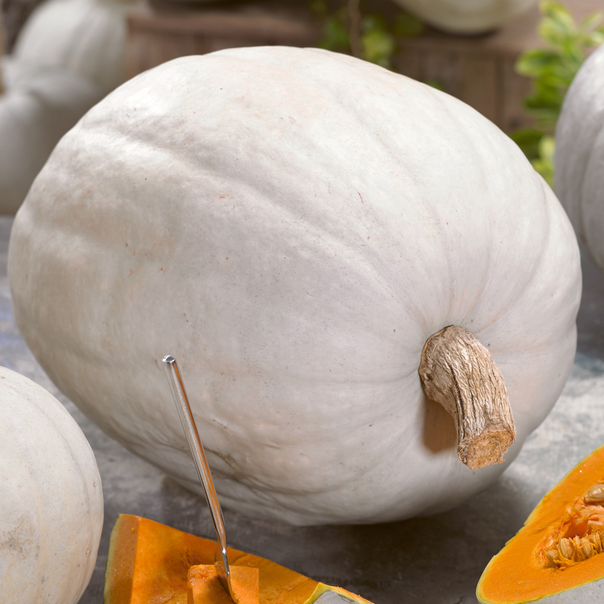 Super Moon F1 AAS Hybrid Pumpkin Seeds - 4 g Packet - Garden