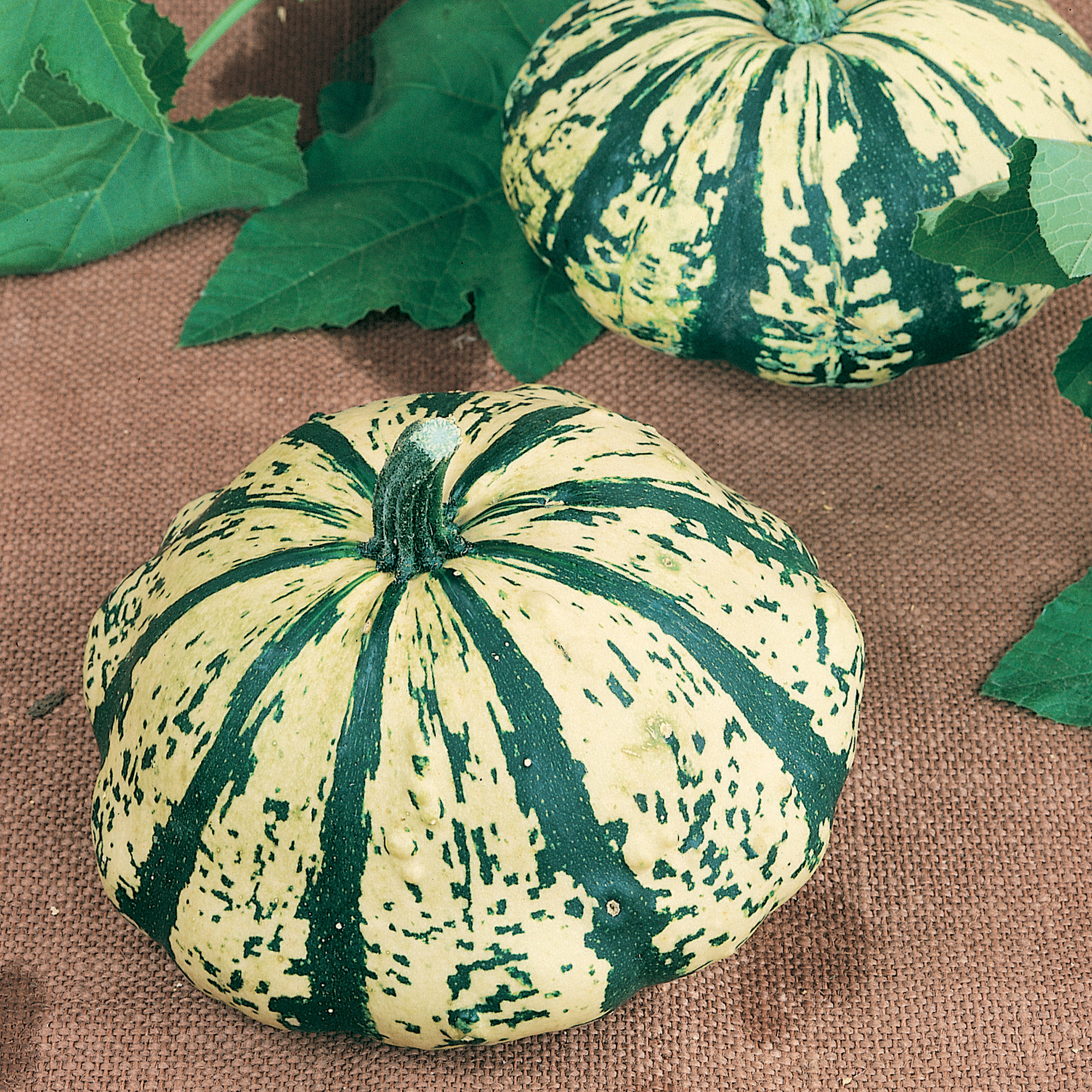 Partial Eclipse F1 Hybrid Squash Seeds - 4 g Packet - Garden