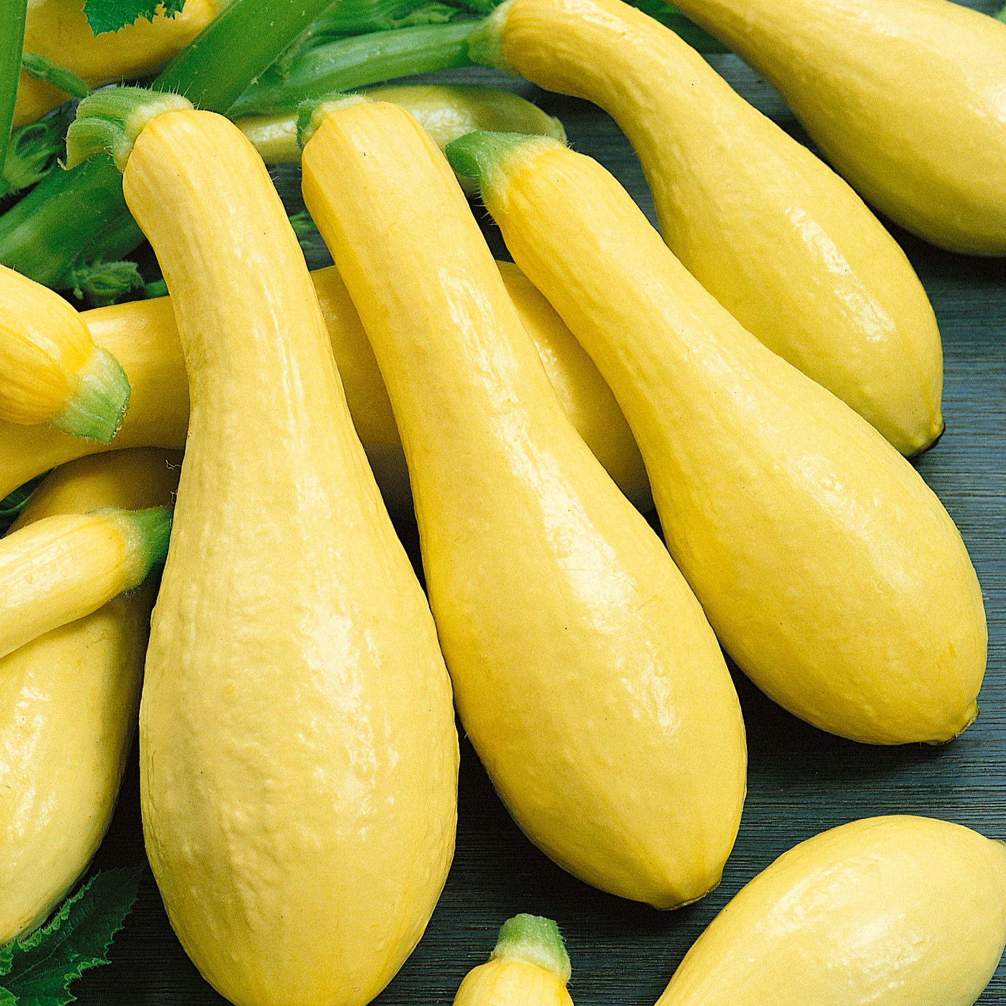 Amberpic F1 Hybrid Squash Seeds - 4 g Packet - Garden