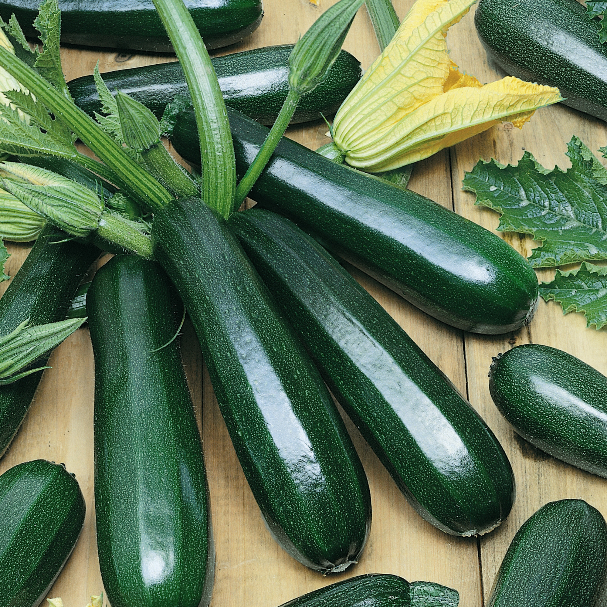 Black Coral F1 Hybrid Squash Seeds - 4 g Packet - Garden, Non-GMO