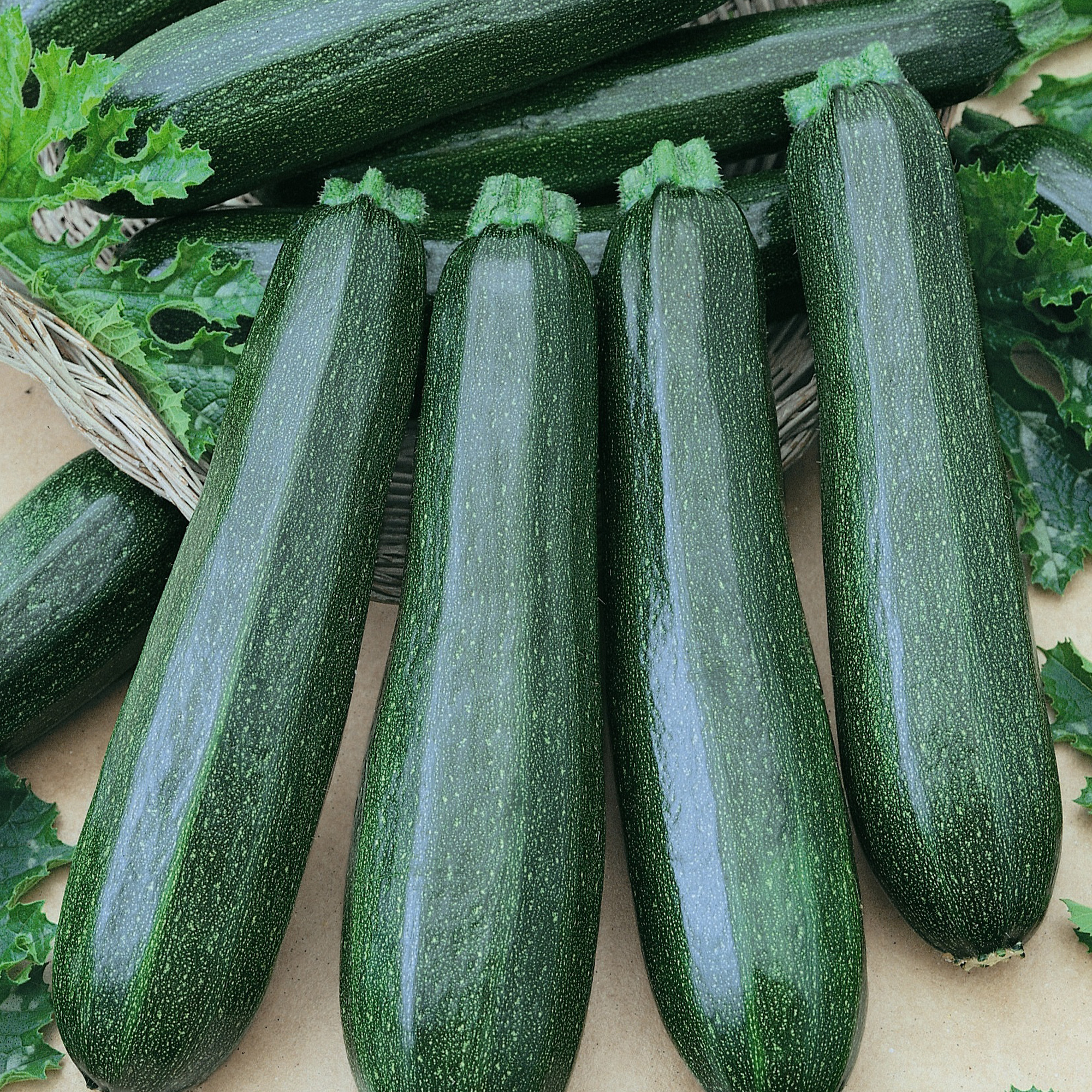 Garden Spineless F1 Hybrid Squash Seeds - 4 g Packet - Garden