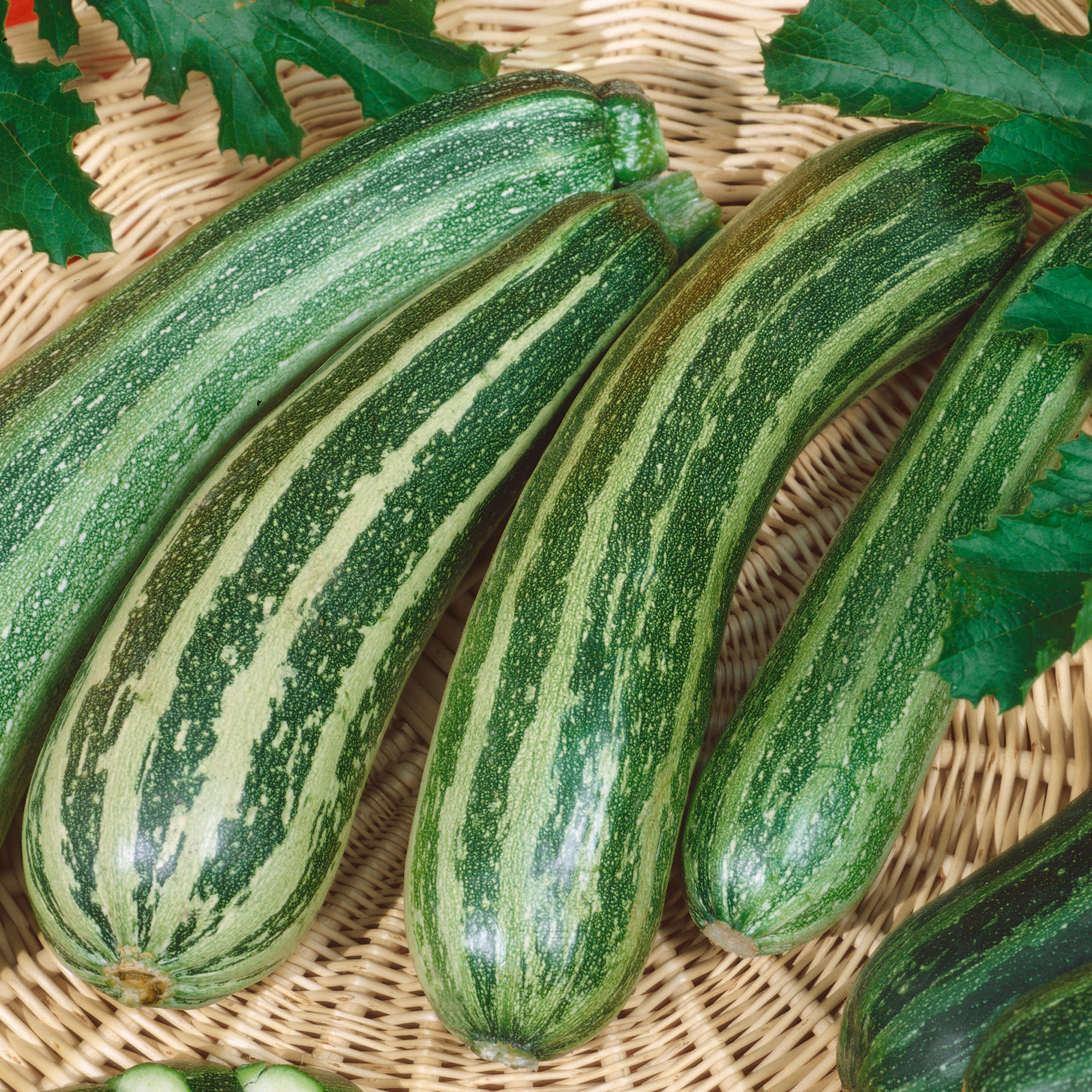 Green Zebra F1 Hybrid Squash Seeds - 4 g Packet - Garden, Non-GMO