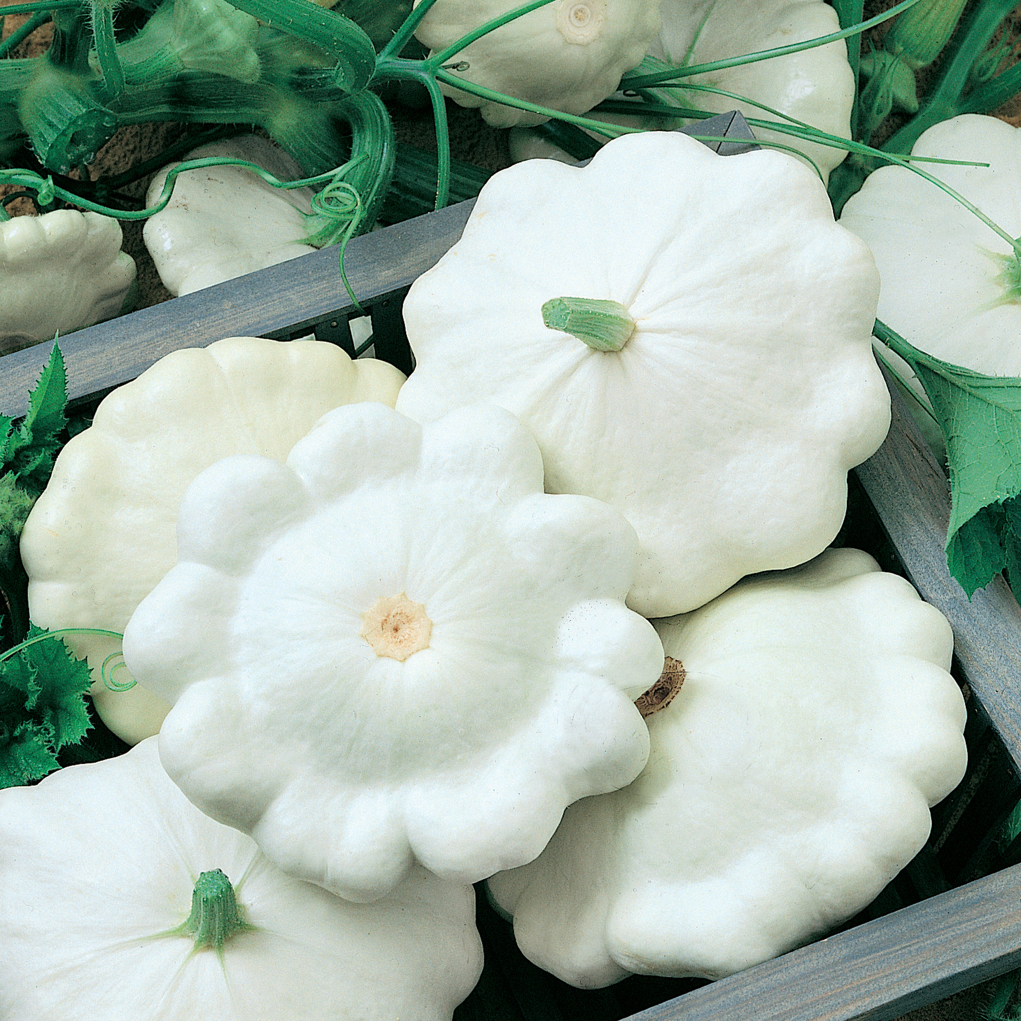 Moonbeam F1 Hybrid Squash Seeds - 4 g Packet - Garden, Non-GMO