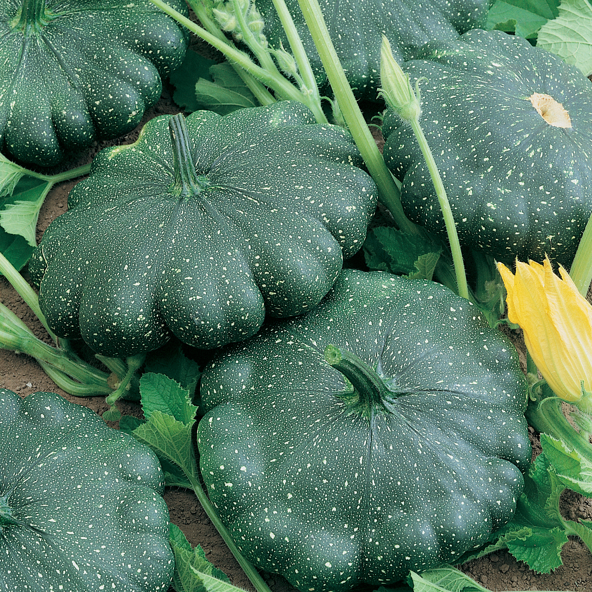 Total Eclipse F1 Hybrid Squash Seeds - 4 g Packet - Garden, Non-GMO