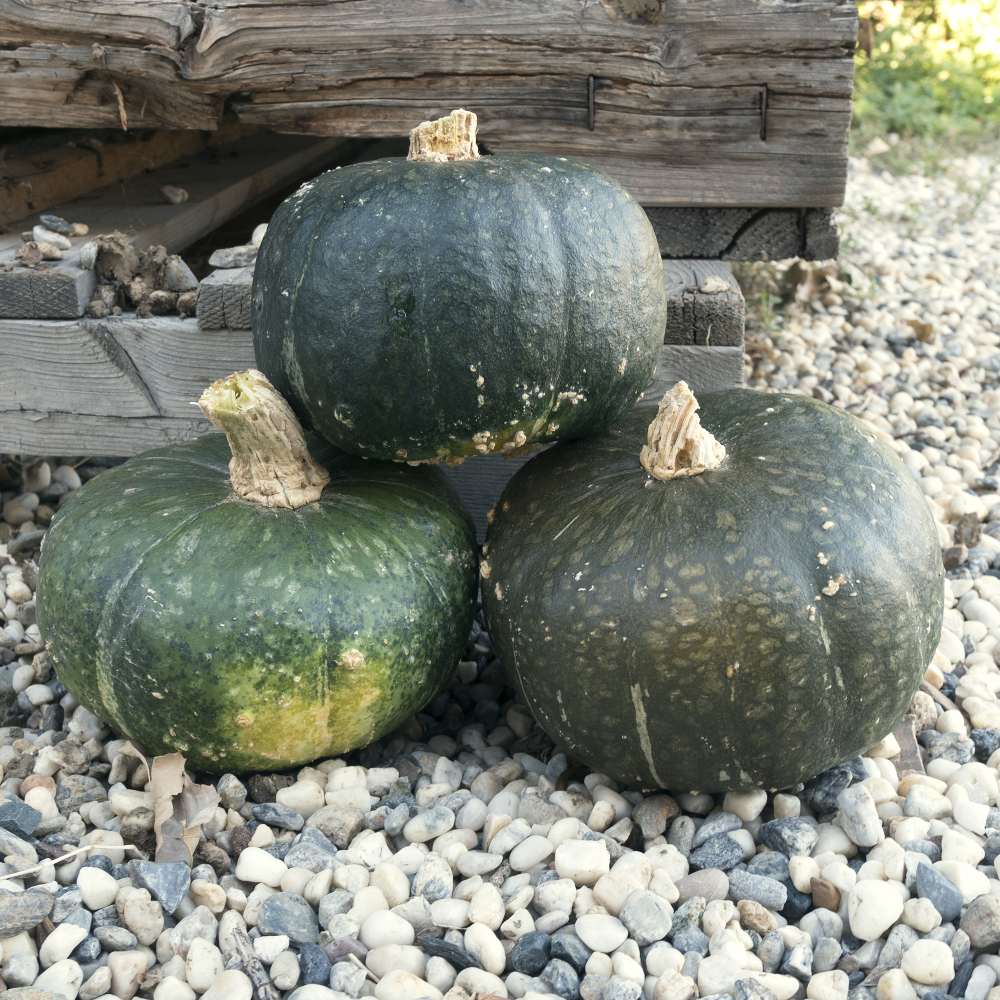 Butter Belle F1 Hybrid Squash Seeds - 4 g Packet - Garden, Non-GMO