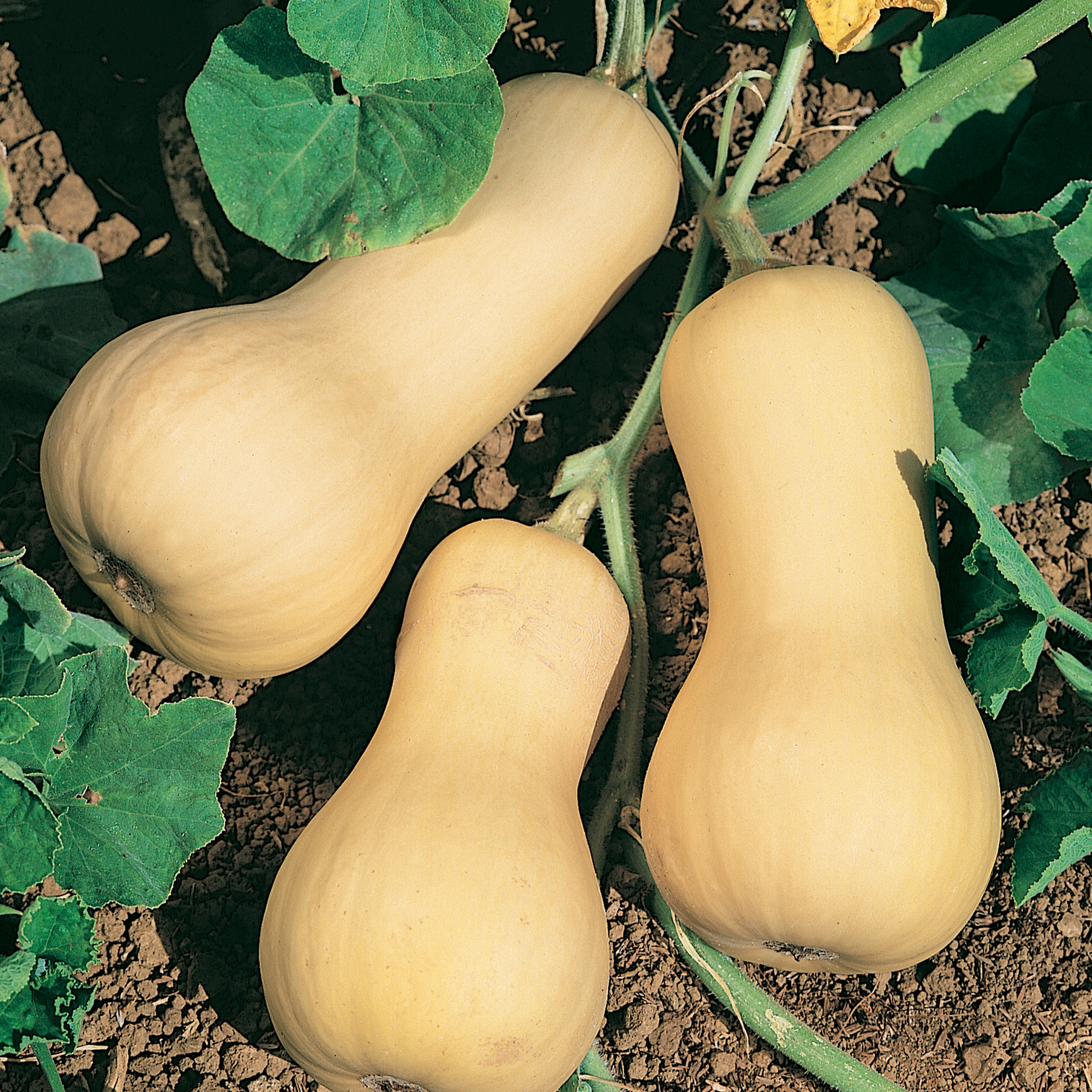 Chieftain F1 PMT Hybrid Squash Seeds - 4 g Packet - Garden, Non-GMO