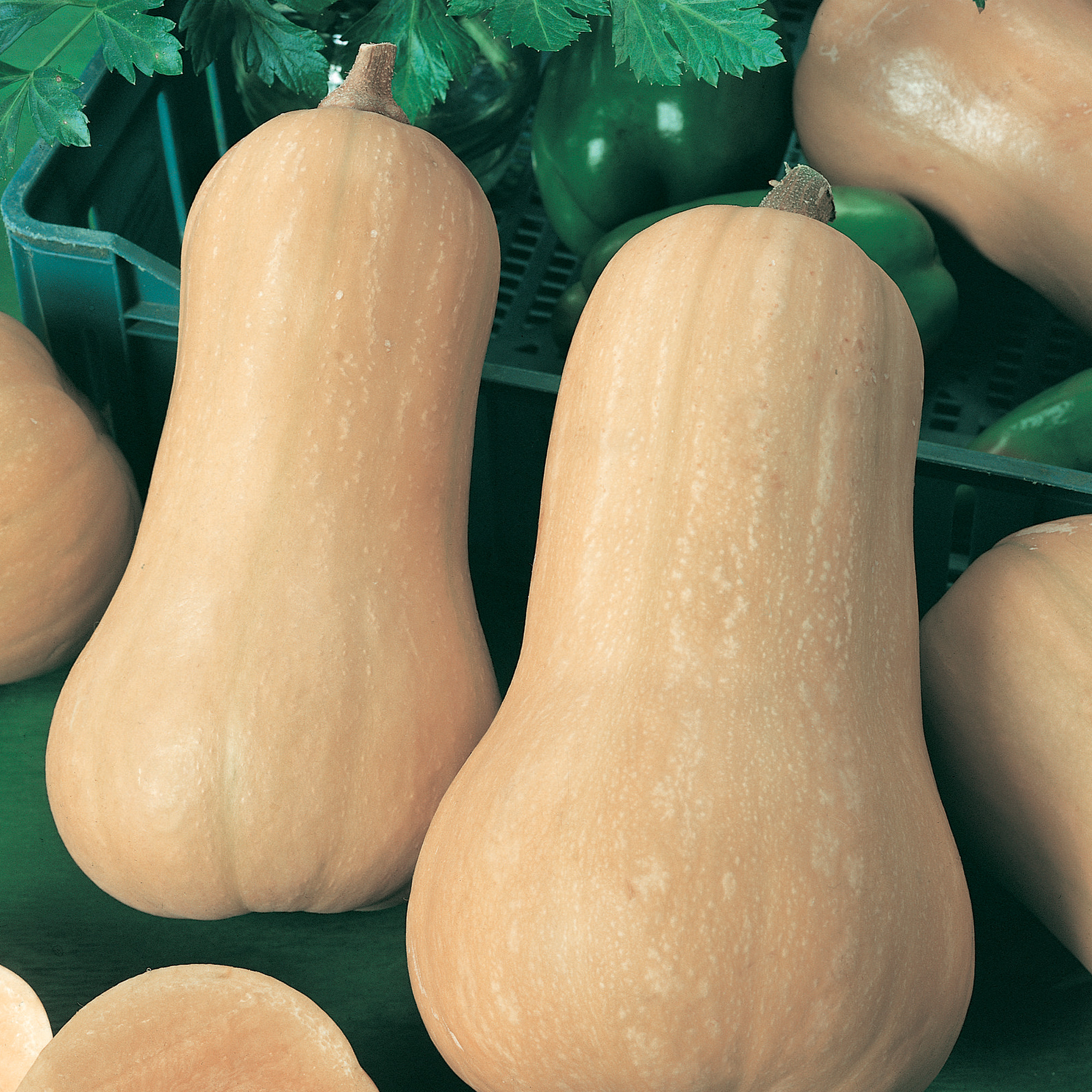 Indian Brave F1 Hybrid Squash Seeds - 4 g Packet - Garden, Non-GMO