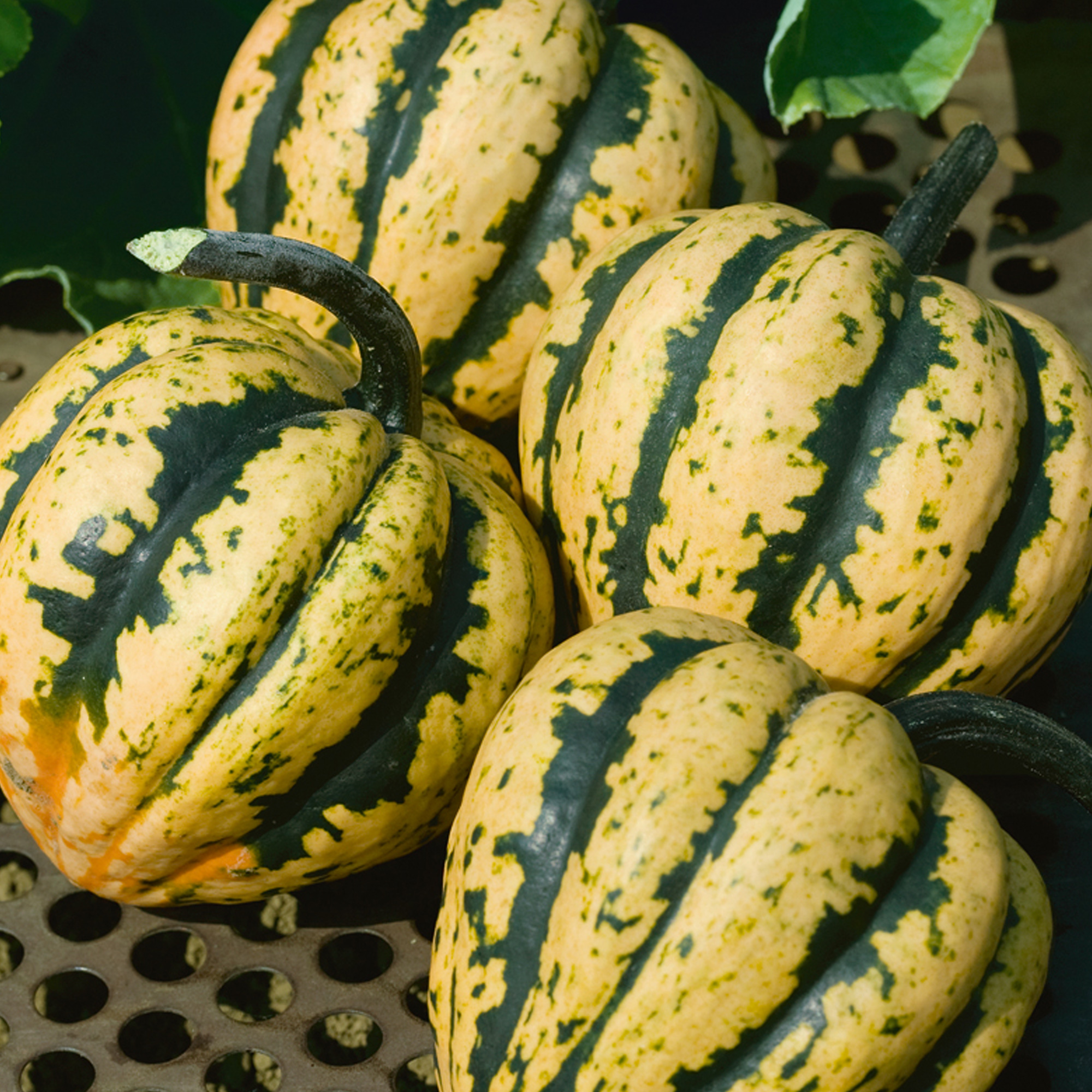 Mardi Gras F1 PMT Hybrid Squash Seeds - 4 g Packet - Garden