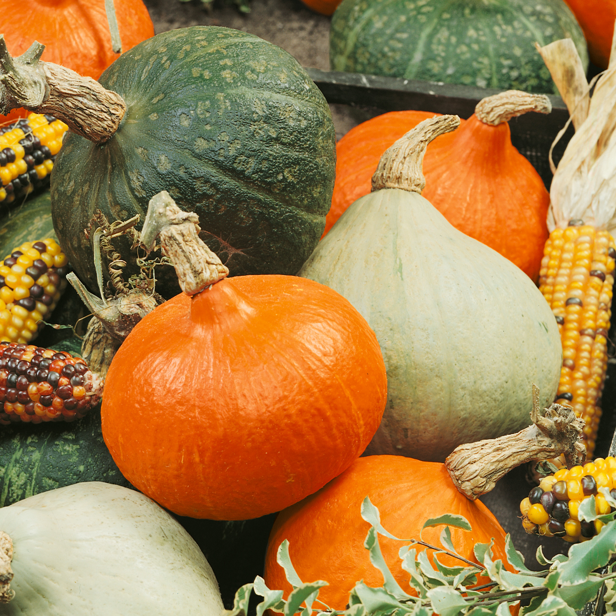 Mini Magic F1 Blend Hybrid Squash Seeds - 4 g Packet - Garden, Non-GMO