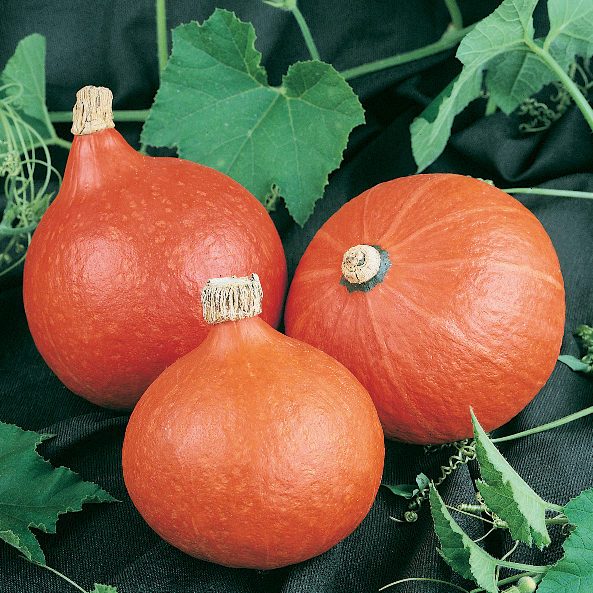 Orange Magic F1 Hybrid Squash Seeds - 4 g Packet - Garden, Non-GMO