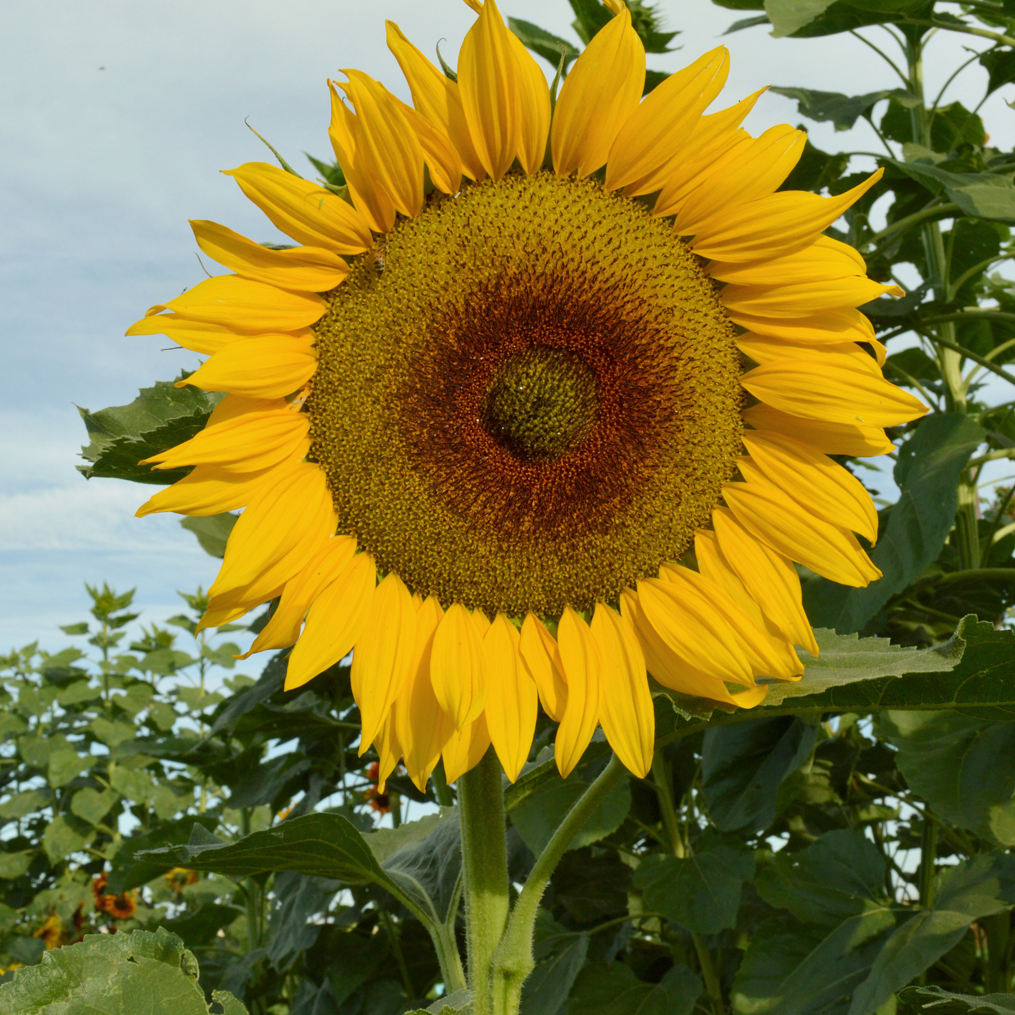 Canyon Sunset F1 Hybrid Sunflower Seeds - 4 g Packet - Garden