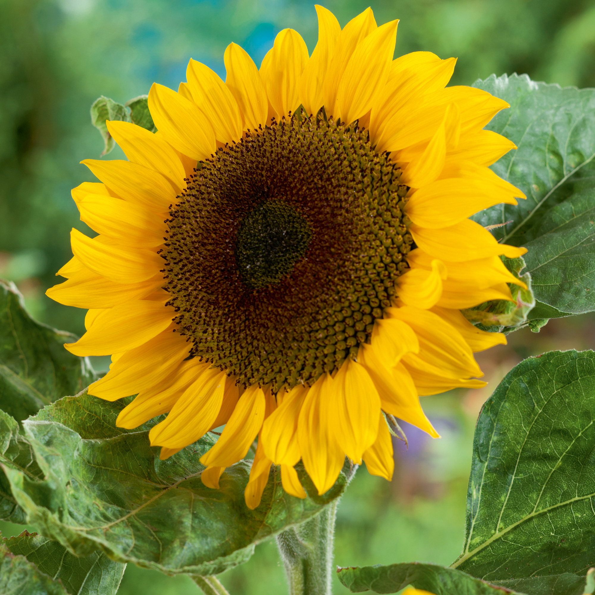 Classic Gold F1 Hybrid Organic Sunflower Seeds - 2 g Packet - Garden