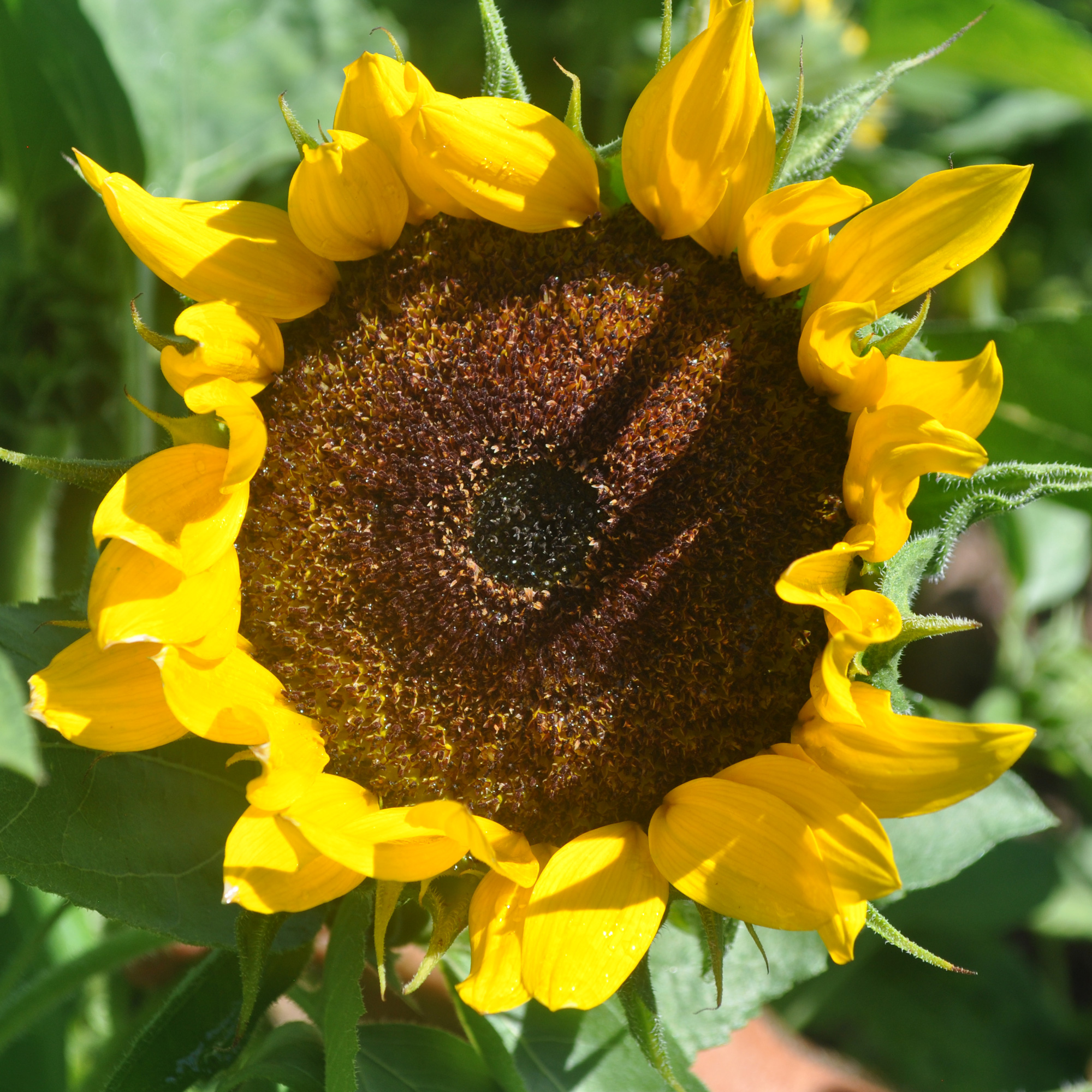 Goldeneye F1 Hybrid Sunflower Seeds - 4 g Packet - Garden, Non-GMO