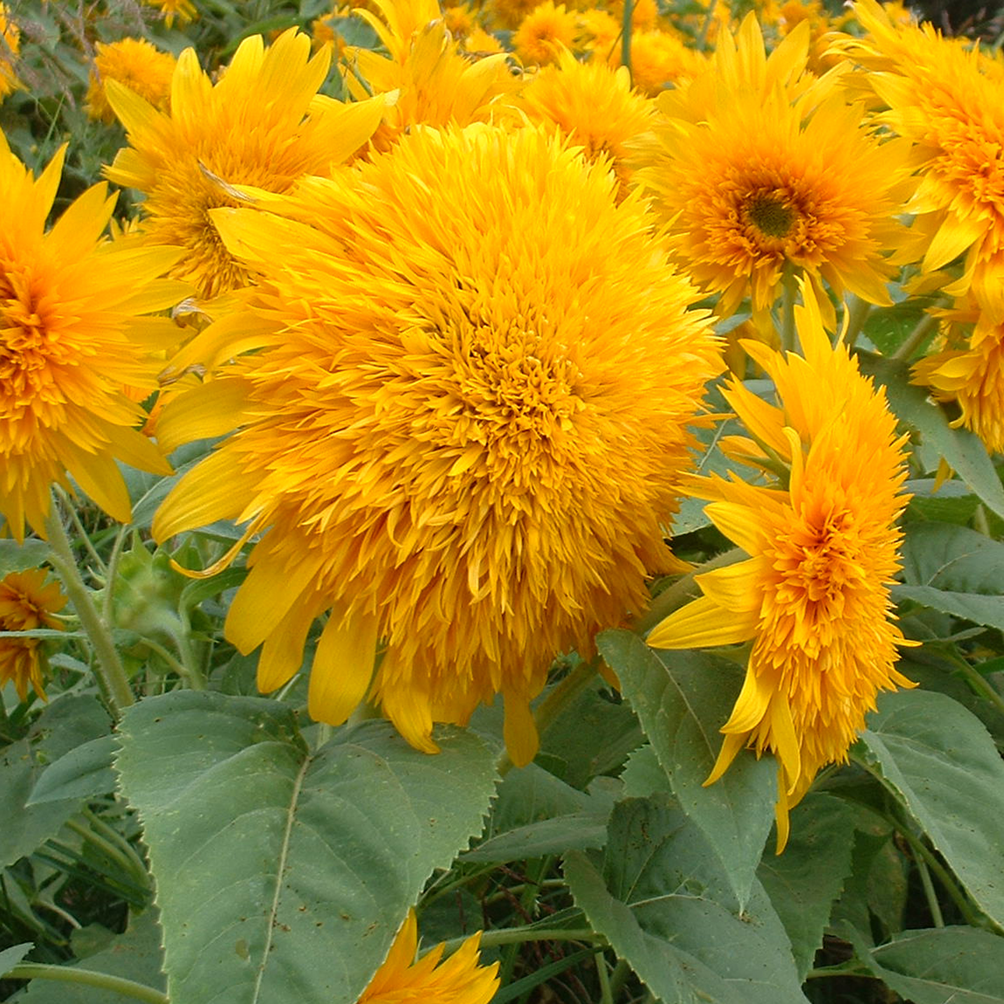 Goldie F1 Hybrid Sunflower Seeds - 4 g Packet - Gardening