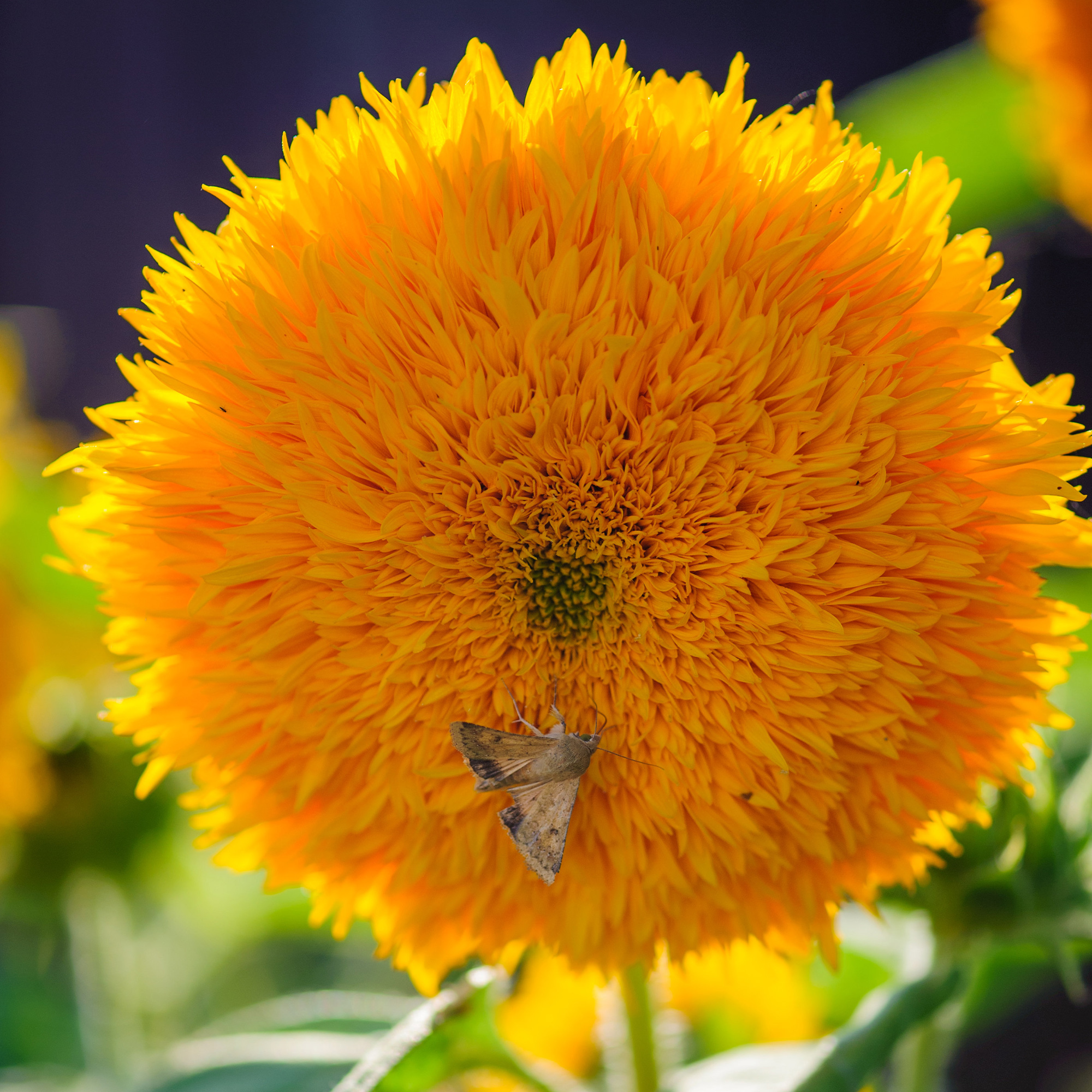 Goldie F1 Hybrid Organic Sunflower Seeds - 2 g Pack- Garden, Non-GMO