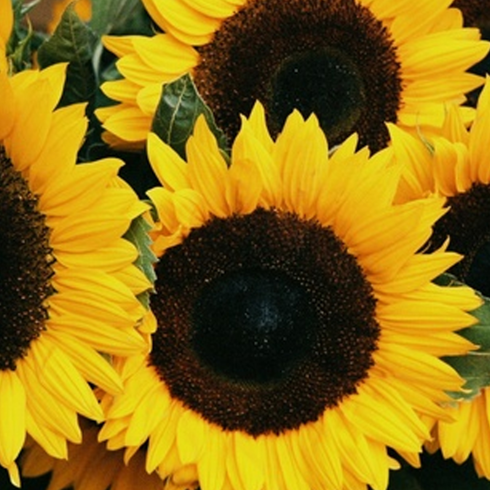 Zohar F1 Hybrid Organic Sunflower Seeds - 2 g Packet - Garden