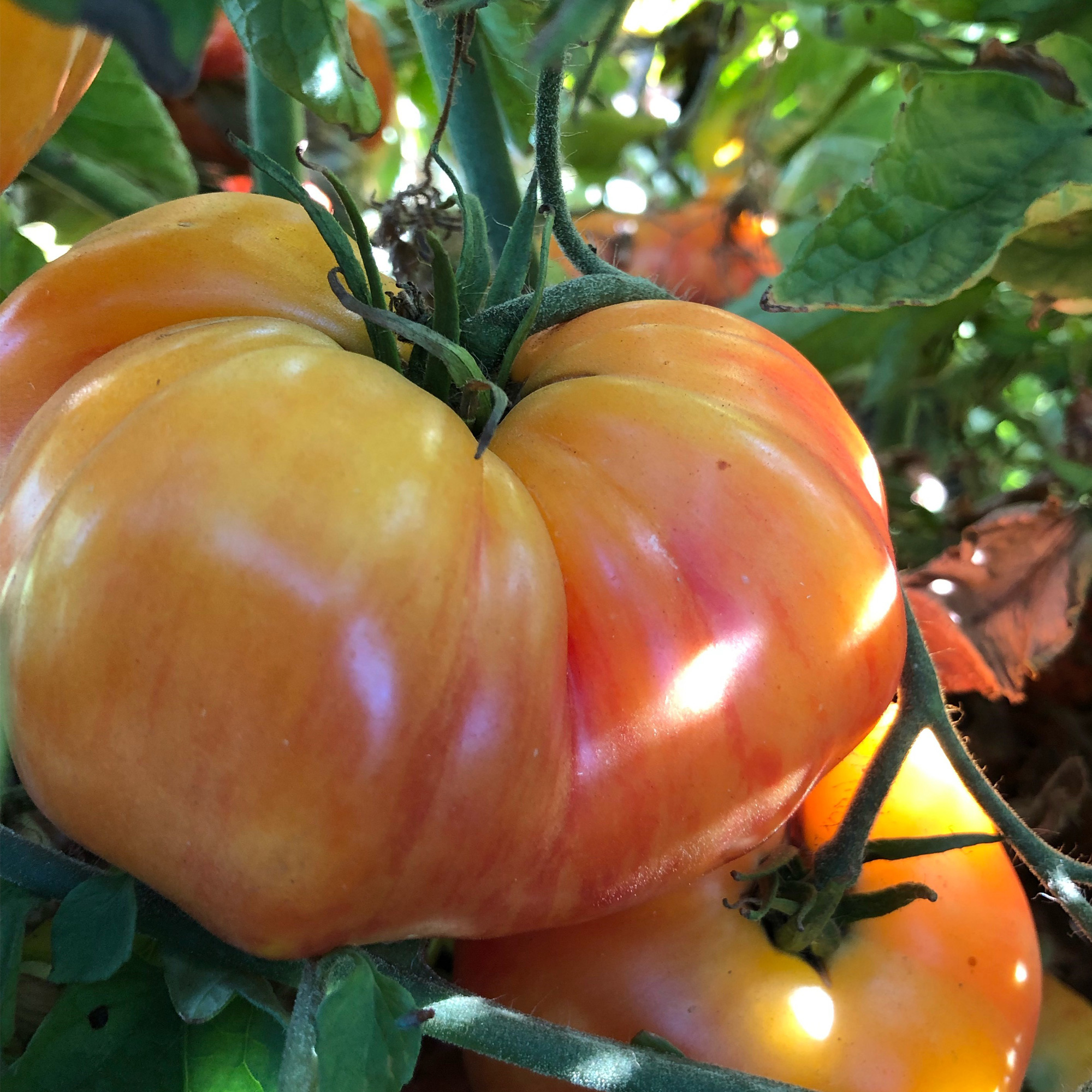 Chef's Choice Striped F1 Hybrid Tomato Seeds - 300 Mg Packet - Garden - Buy Non-GMO Lycopersicon esculentum Farm & Gardening See