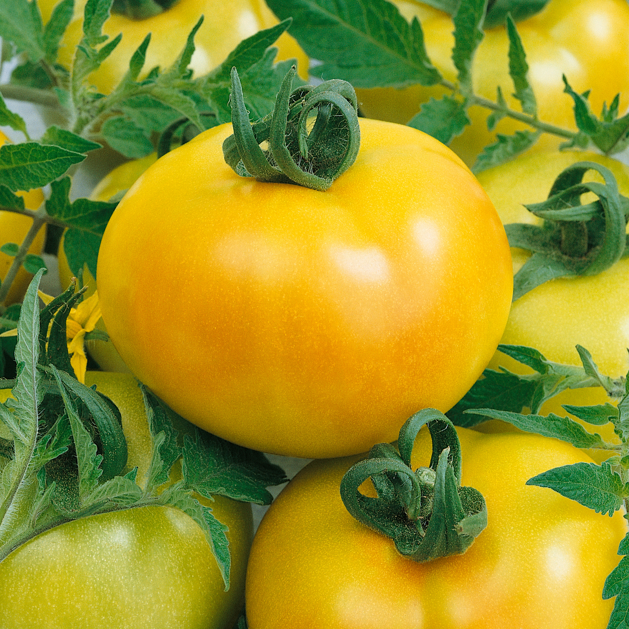 Fried Green Tomato F1 Hybrid Tomato Seeds - 300 Mg Packet - Garden