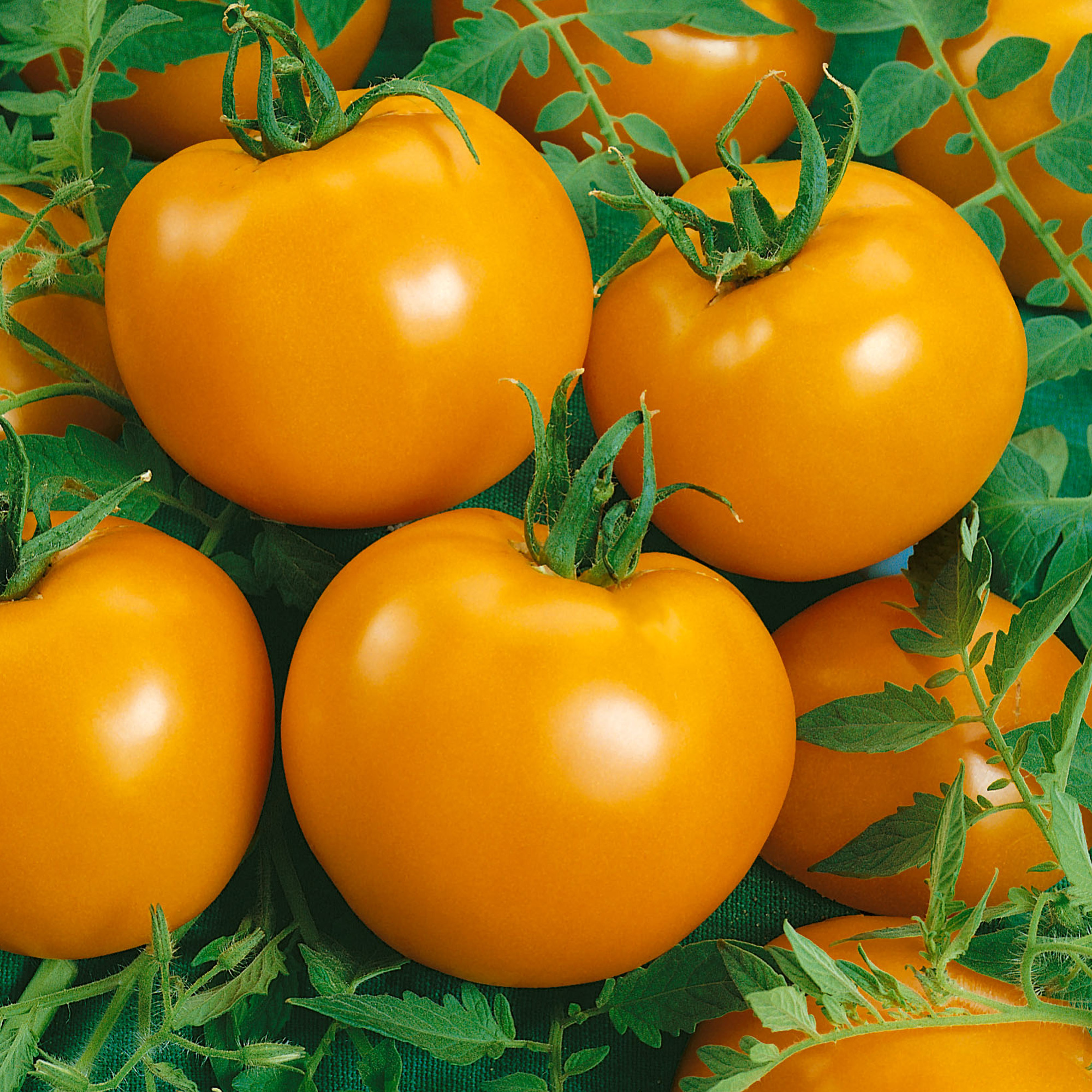 Jubilation F1 Hybrid Tomato Seeds - 300 Mg Packet - Garden, Non-GMO