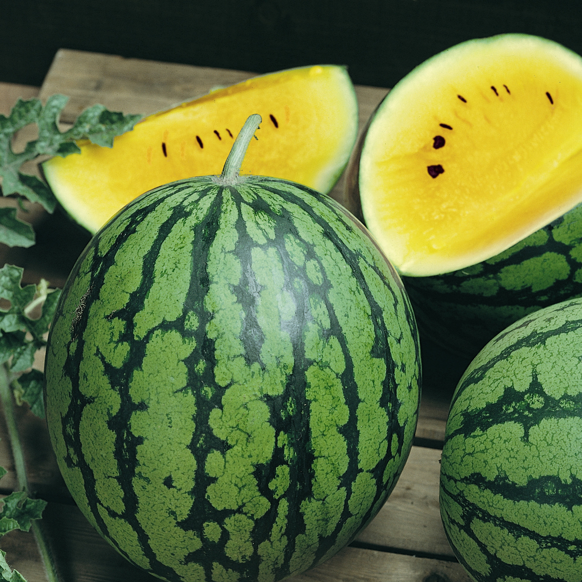 Baby Doll F1 Hybrid Watermelon Seeds - 3 g Packet - Garden, Non-GMO