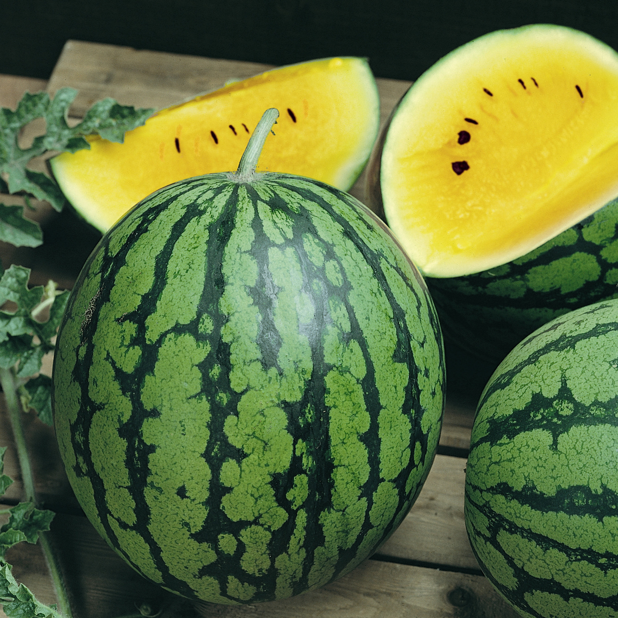 Baby Doll F1 Hybrid Organic Watermelon Seeds - 2 g Packet - Garden