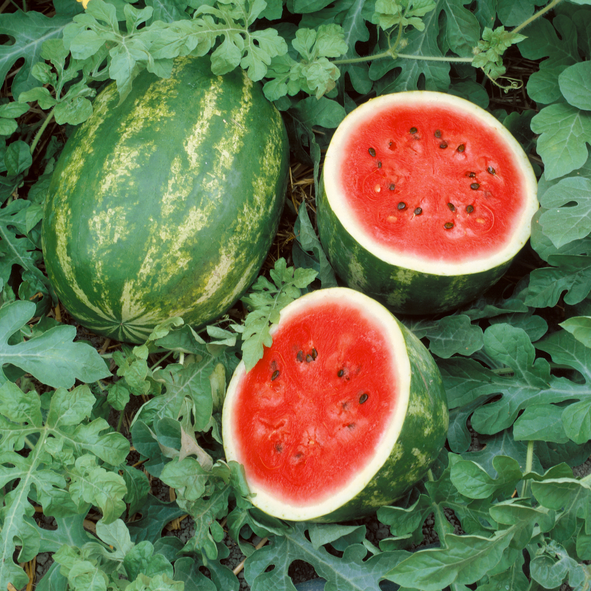 Grandeur F1 Hybrid Watermelon Seeds - 3 g Packet - Garden, Non-GMO