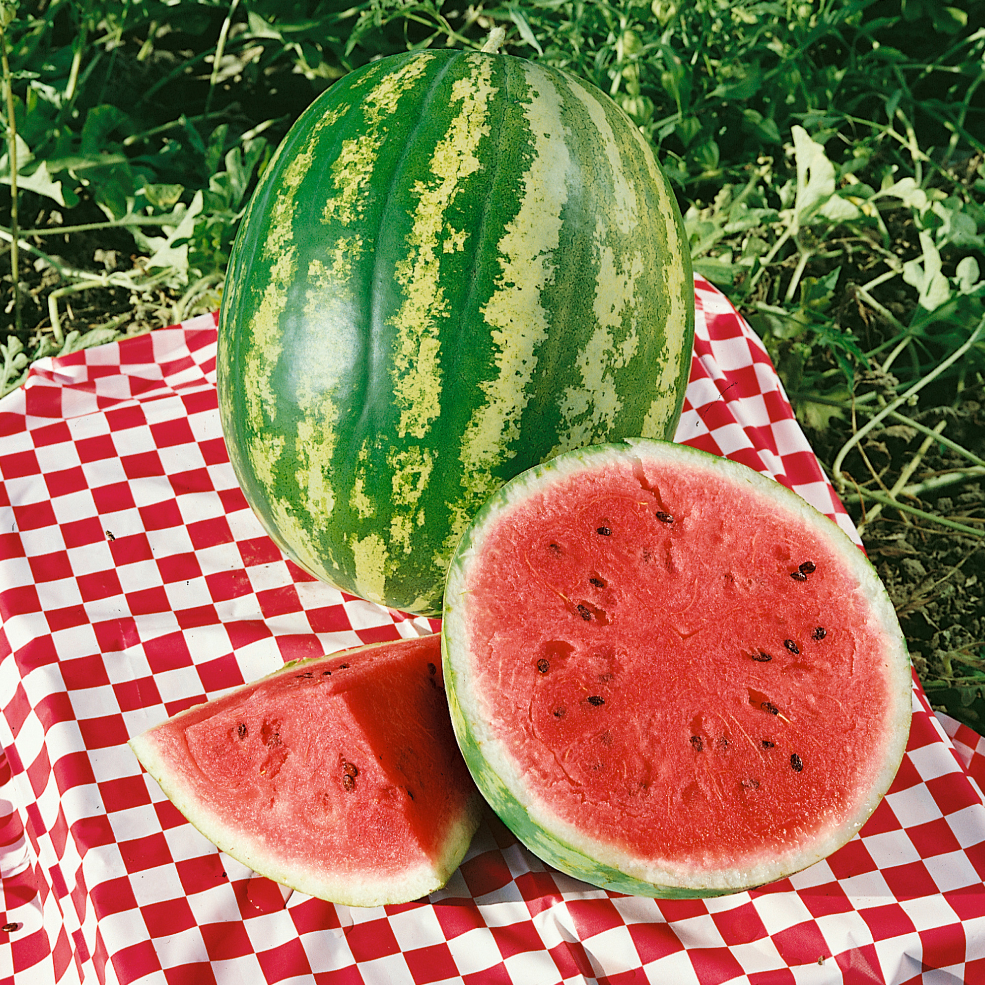 Imperial F1 Hybrid Watermelon Seeds - 3 g Packet - Garden, Non-GMO