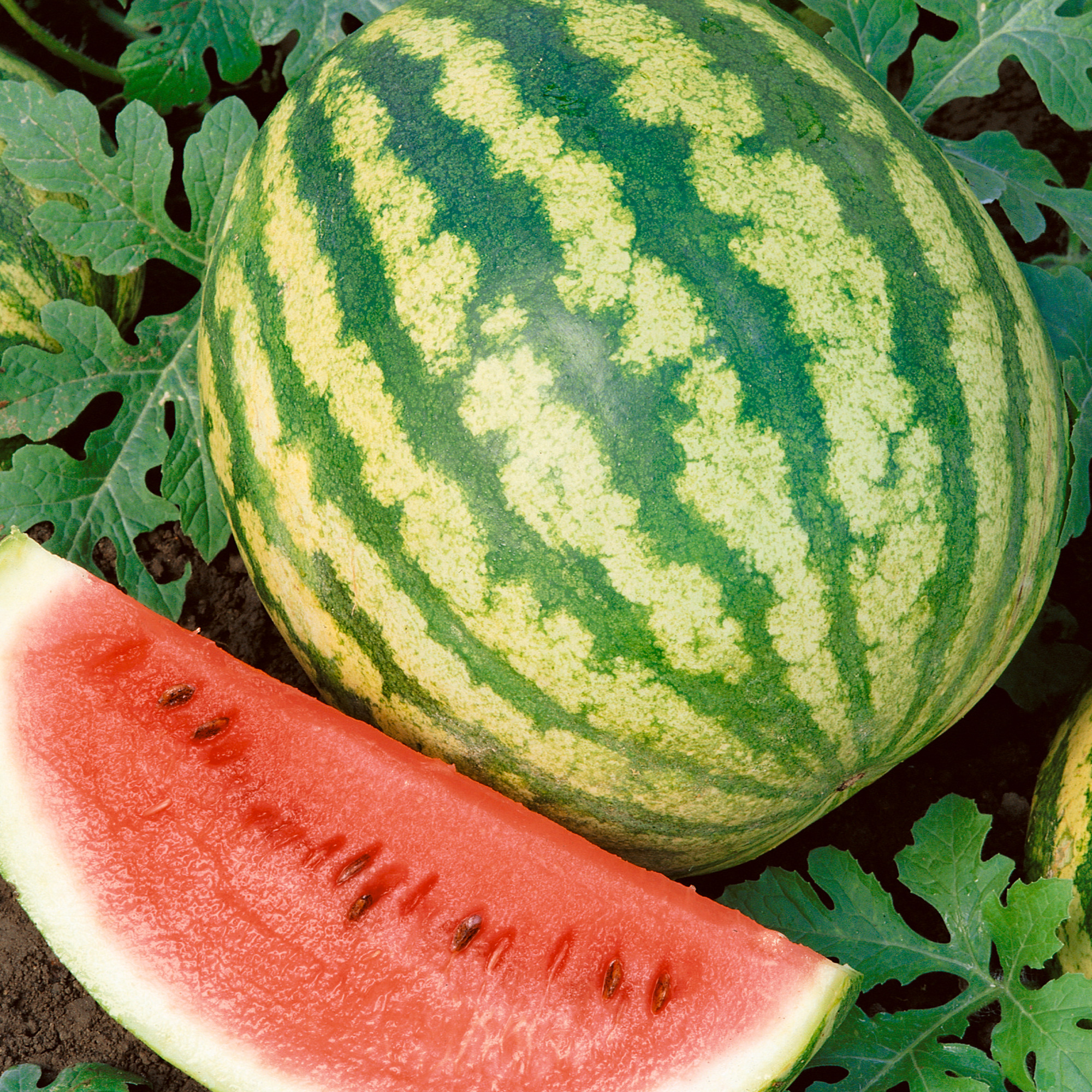 Tiger Doll F1 Hybrid Watermelon Seeds - 3 g Packet - Garden, Non-GMO