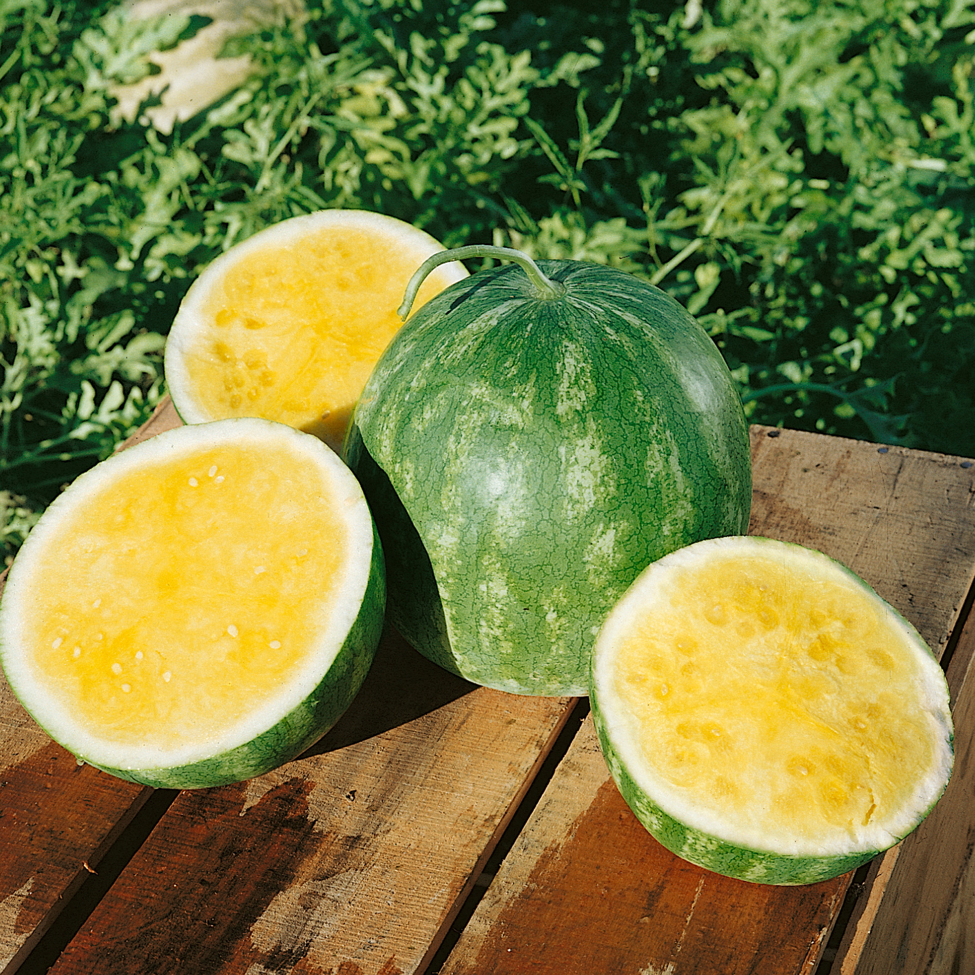 Treasure Chest F1 Hybrid Watermelon Seeds - 10 Seed Packet - Garden