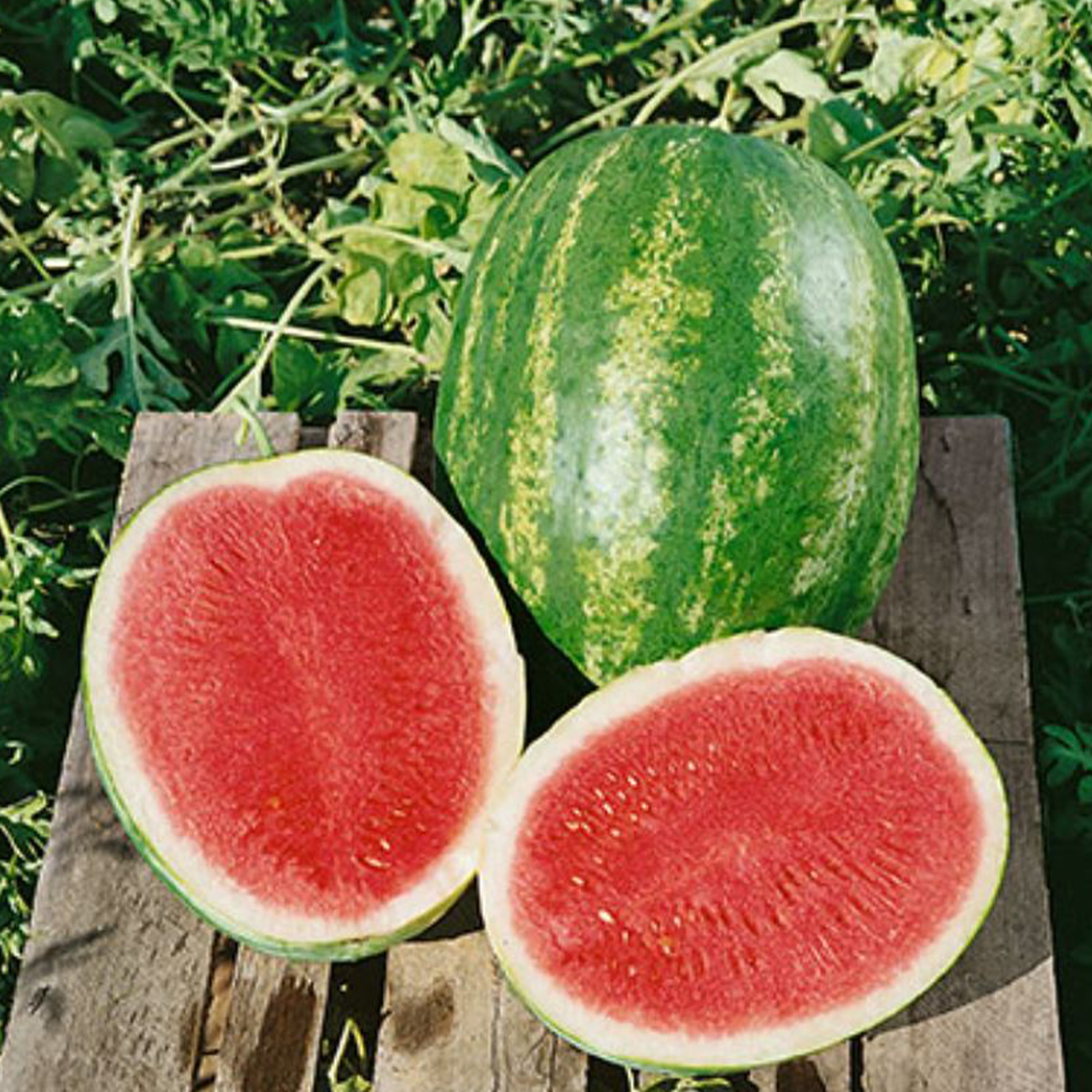 Triple Express F1 Hybrid Watermelon Seeds - 10 Seed Packet - Garden