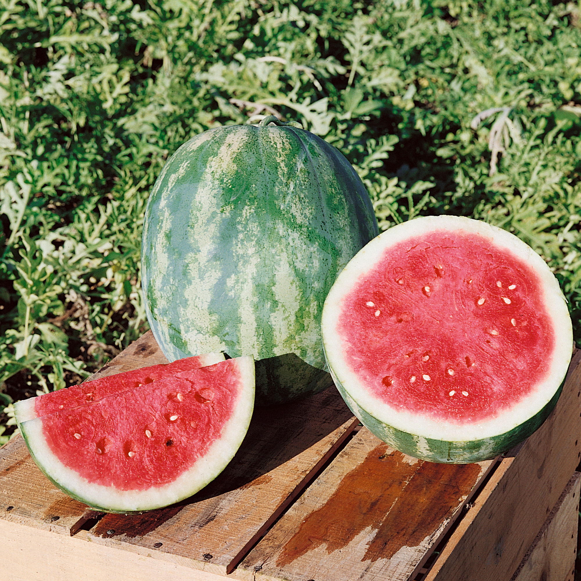 Triple Sweet F1 Hybrid Watermelon Seeds - 10 Seed Packet - Garden